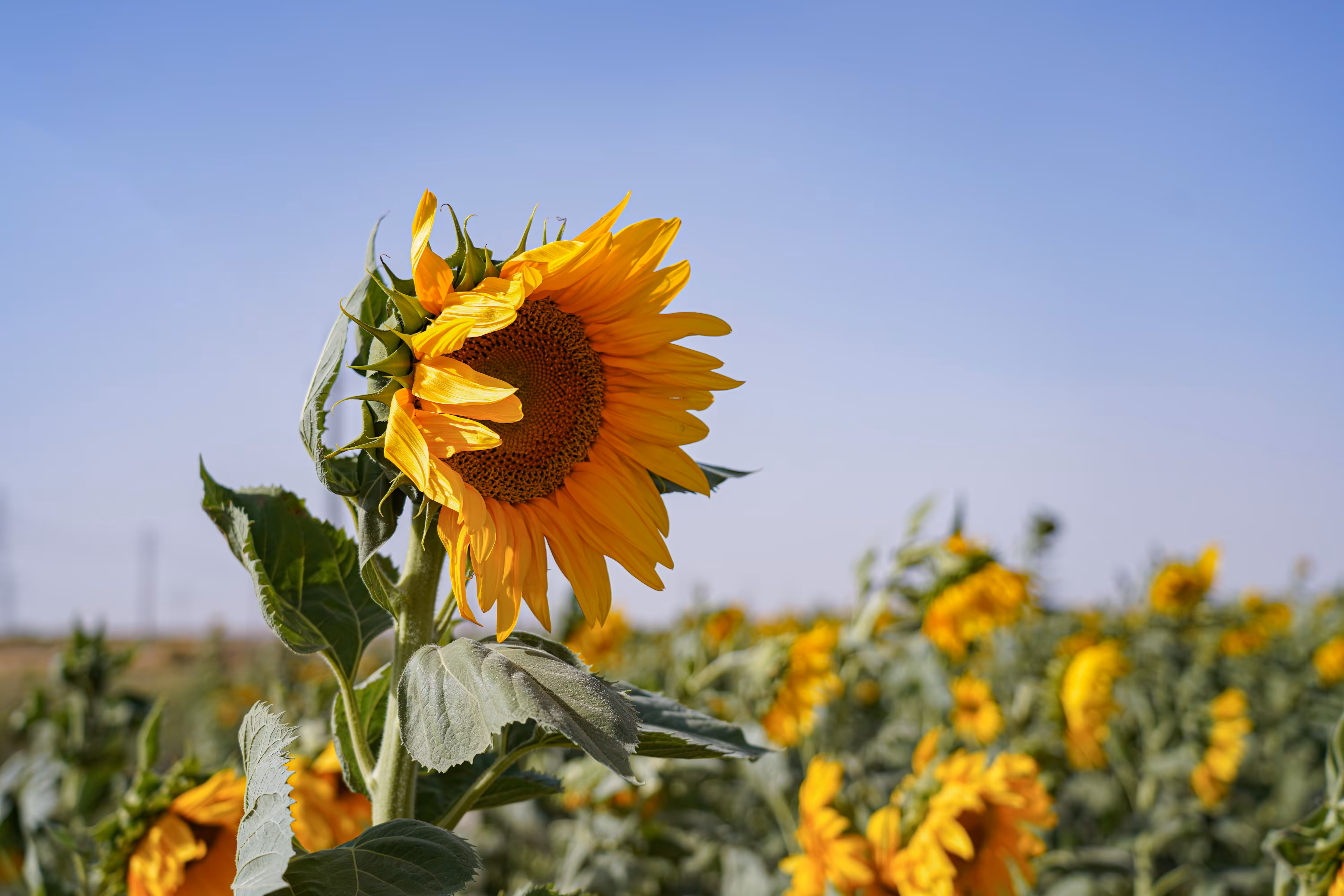 flowers: Ray of Hope