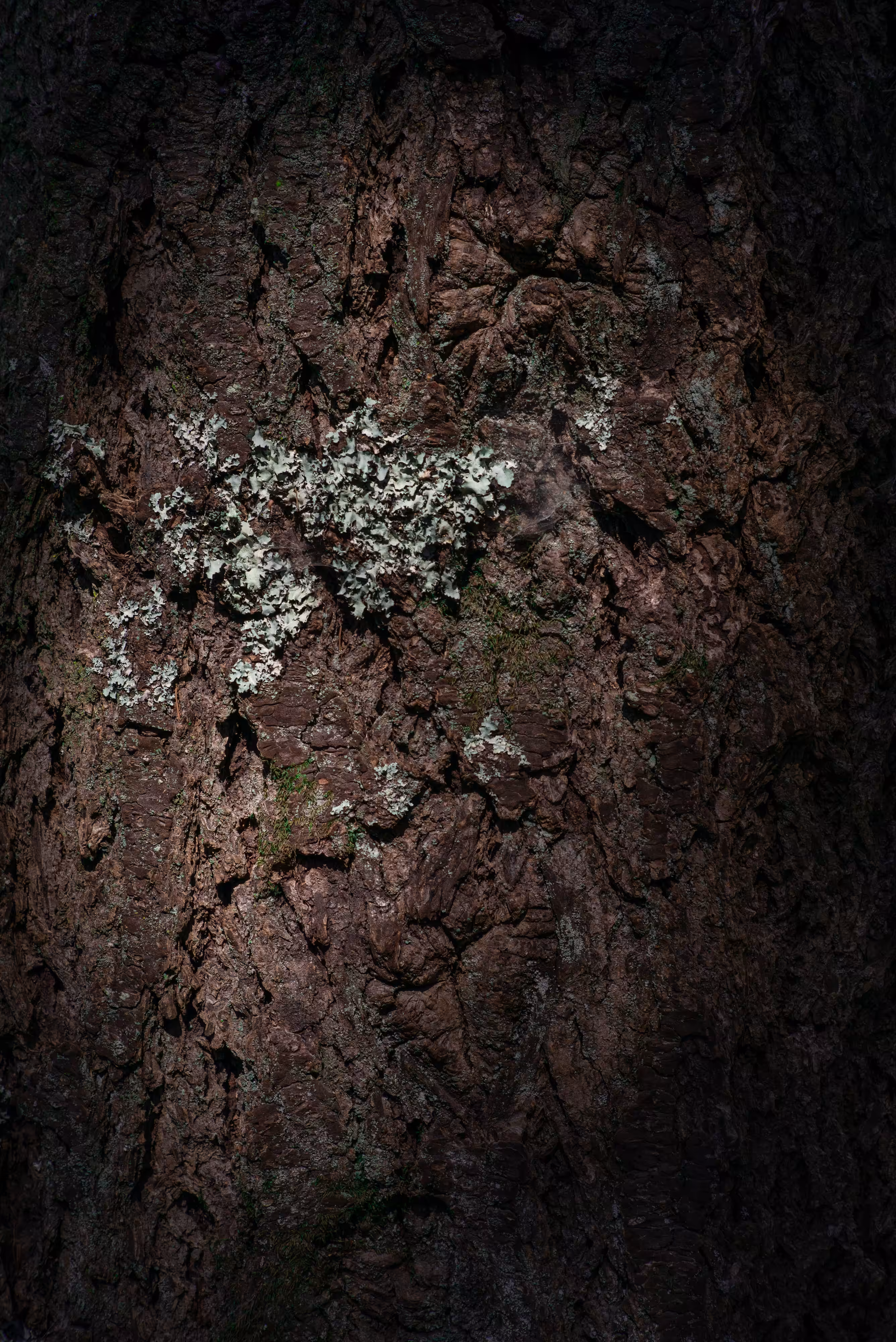 Poetree: In Hushed and Happy Twilight