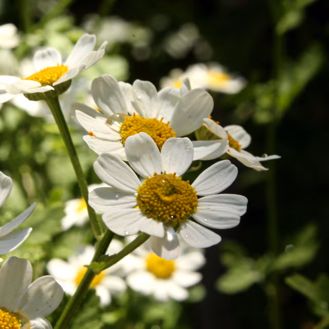 Sun-kissed flowers