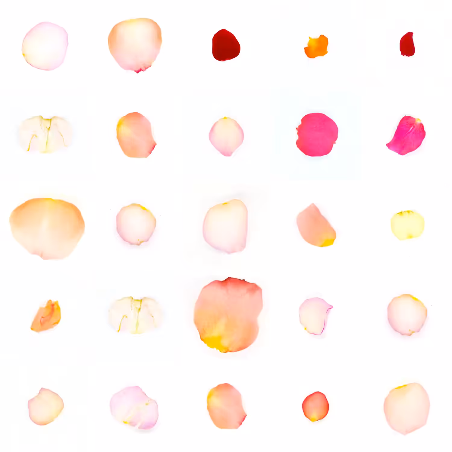 Infinite Petals 5x5#20806