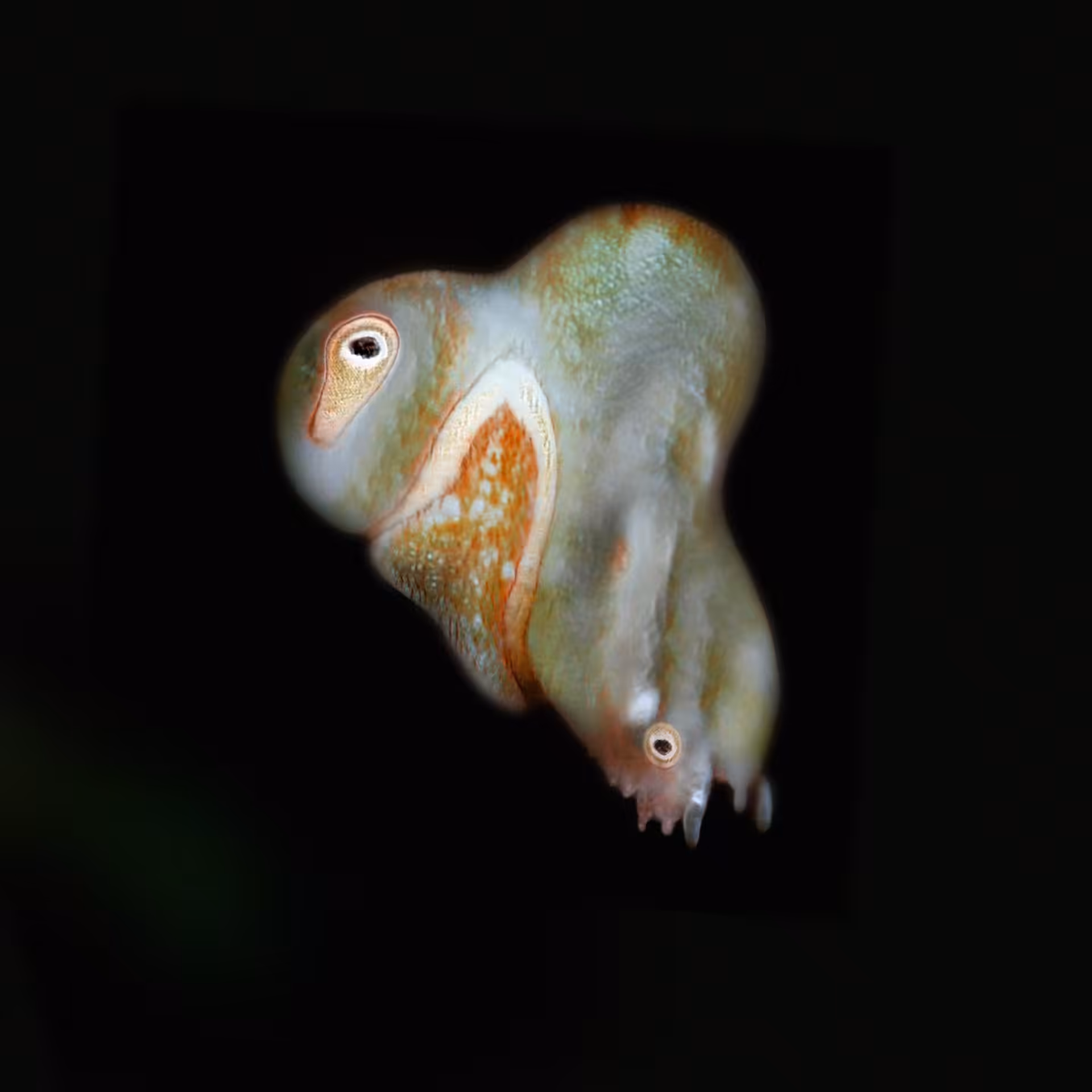 Sperma 43