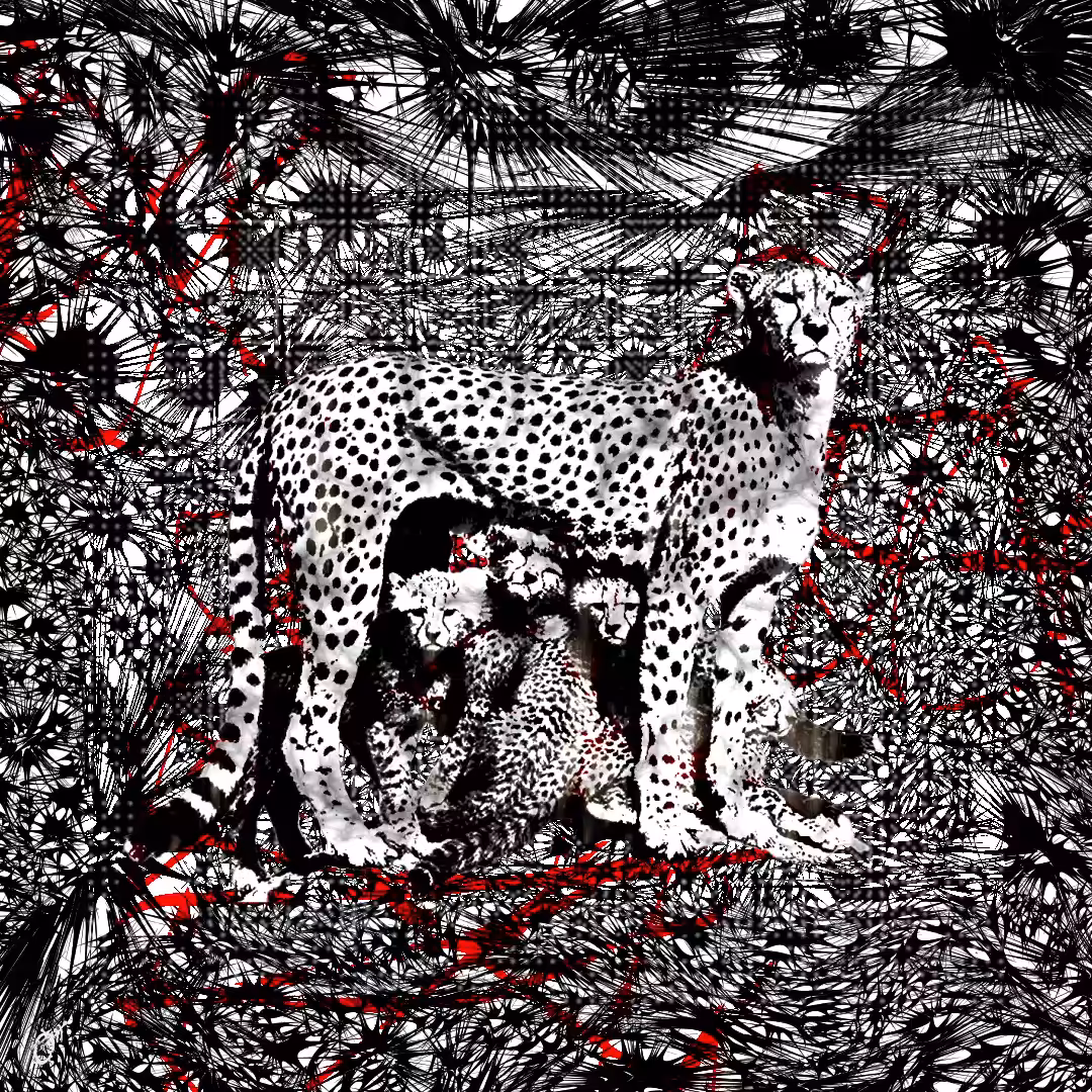   CHEETAH