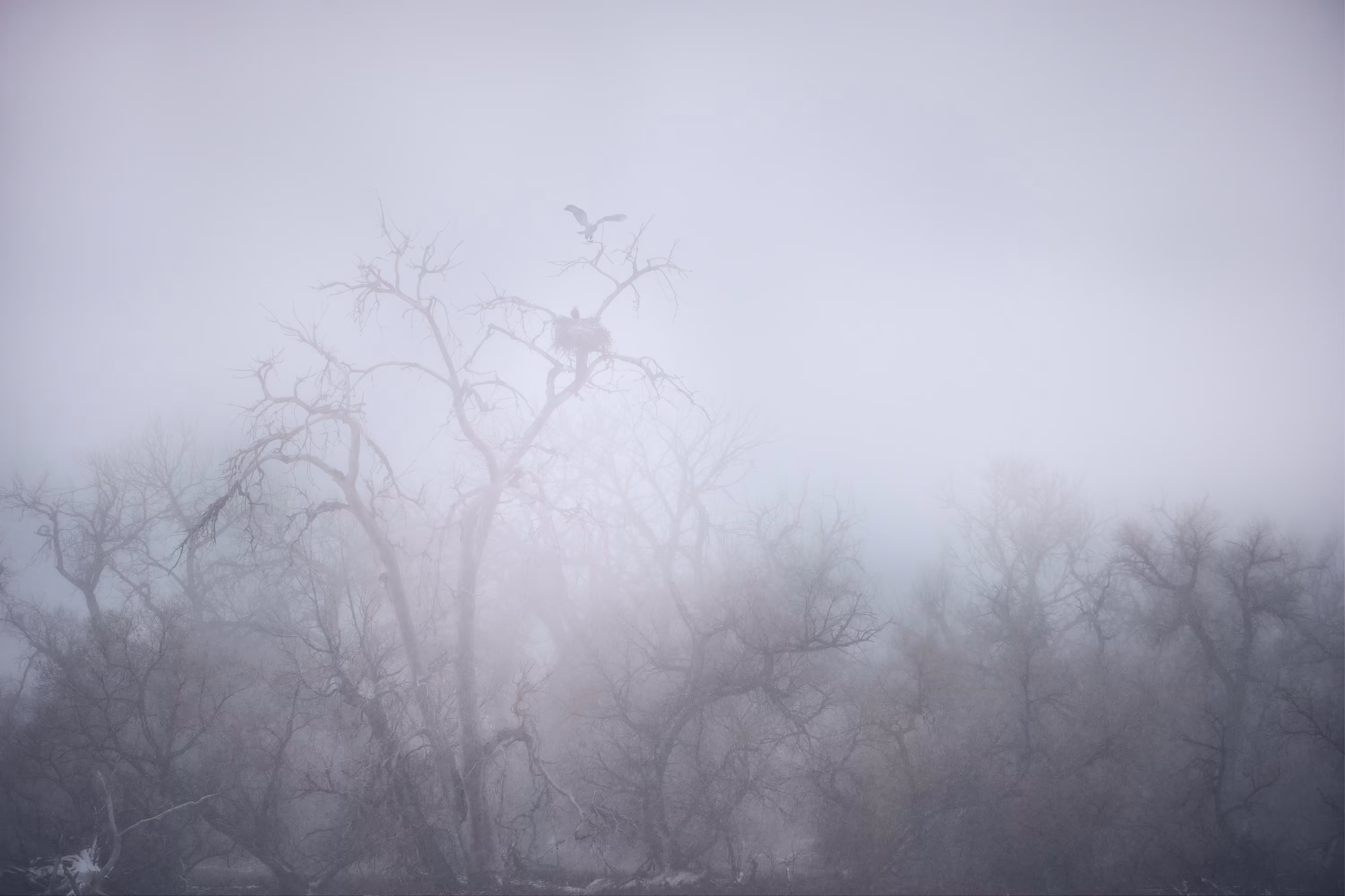 Forest of Eagles