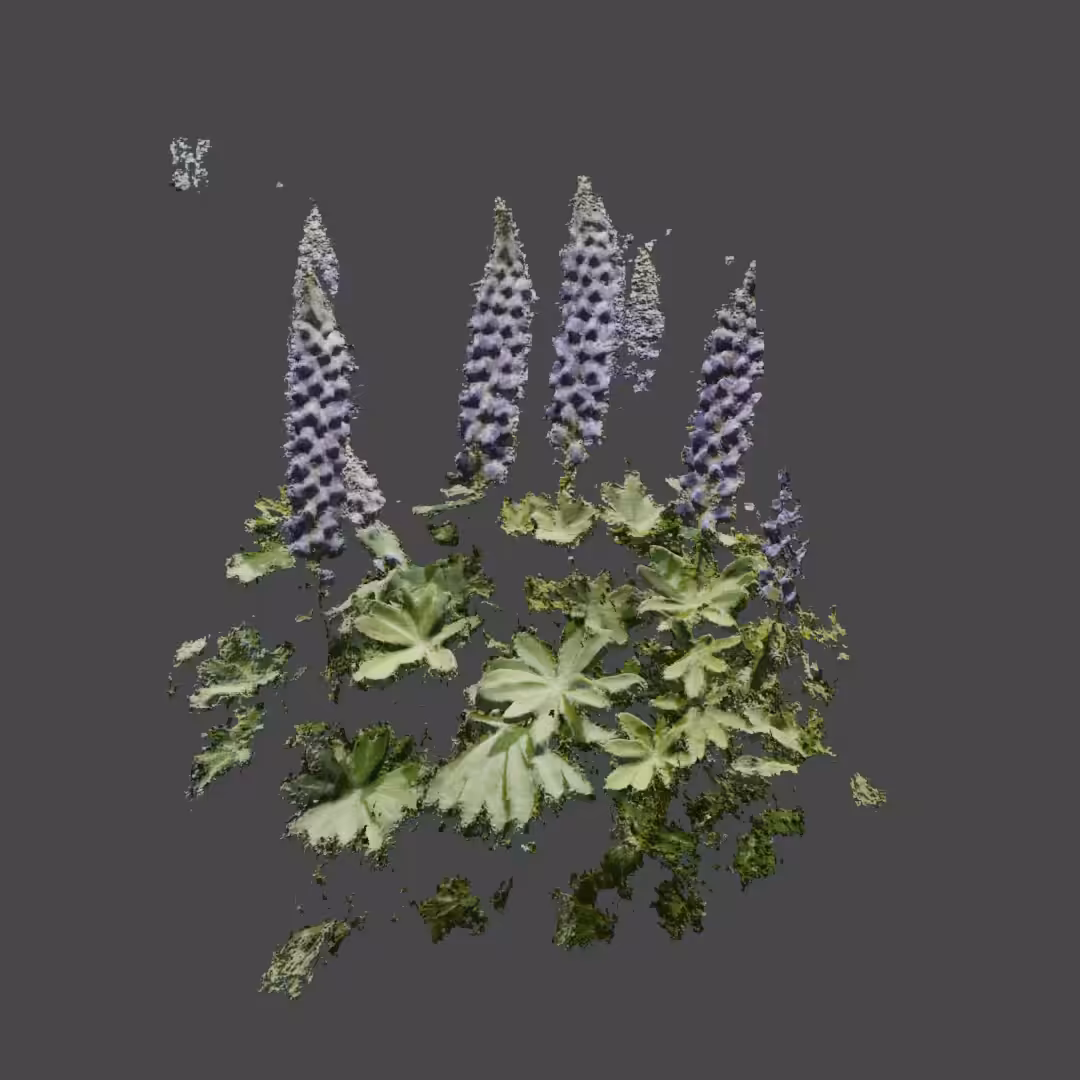 Lupin