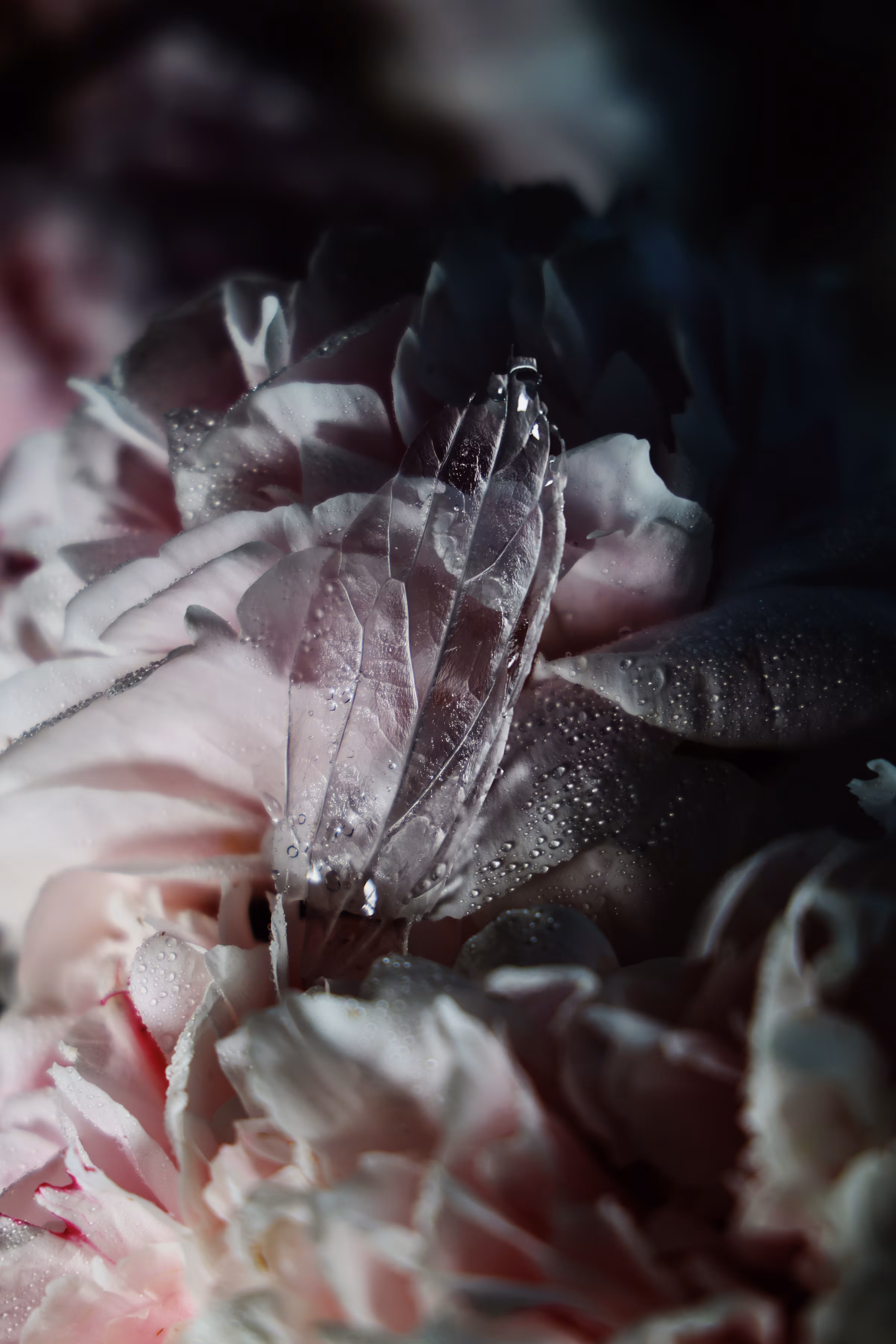 _begin to disappear