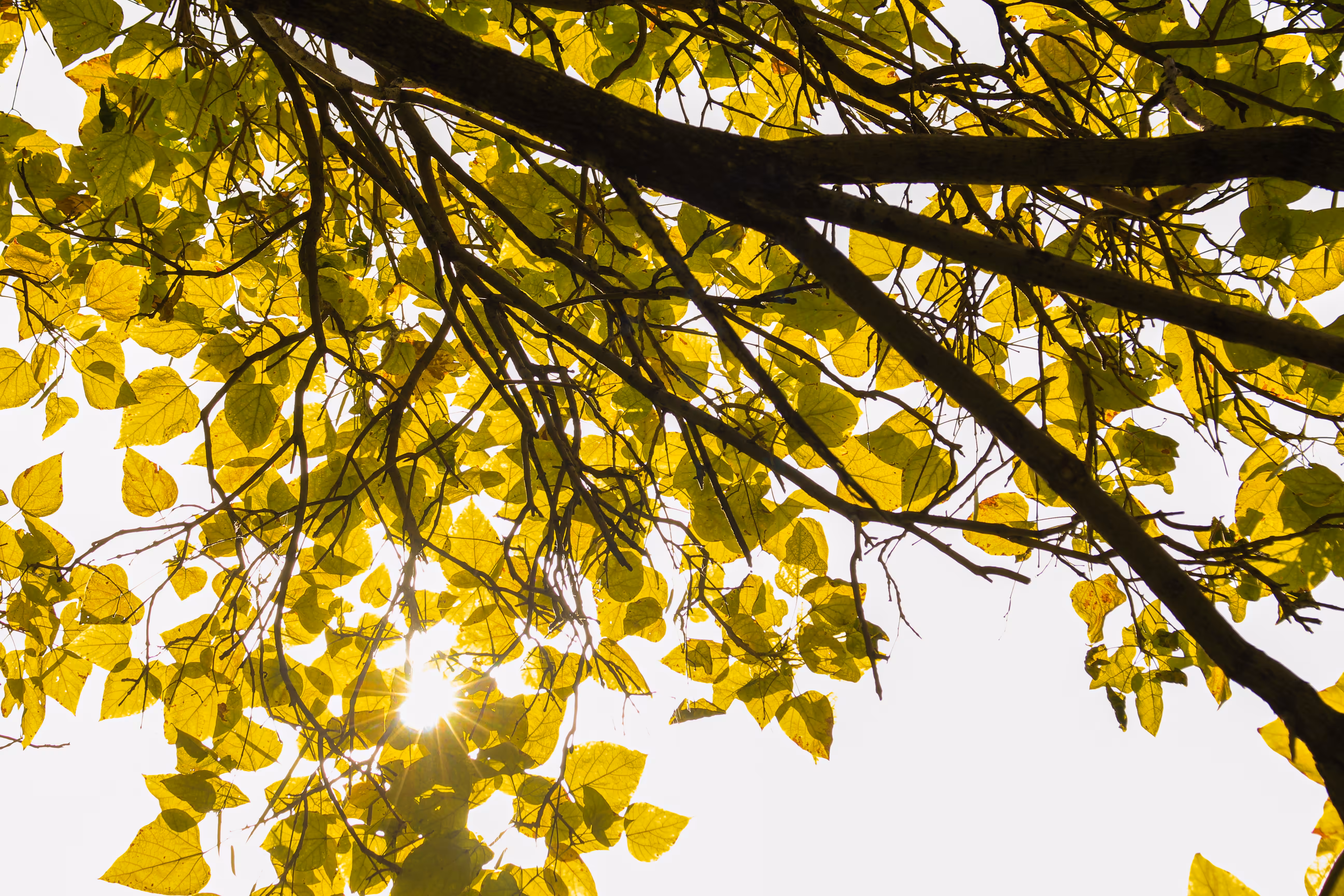 The sun and autumn leaves
