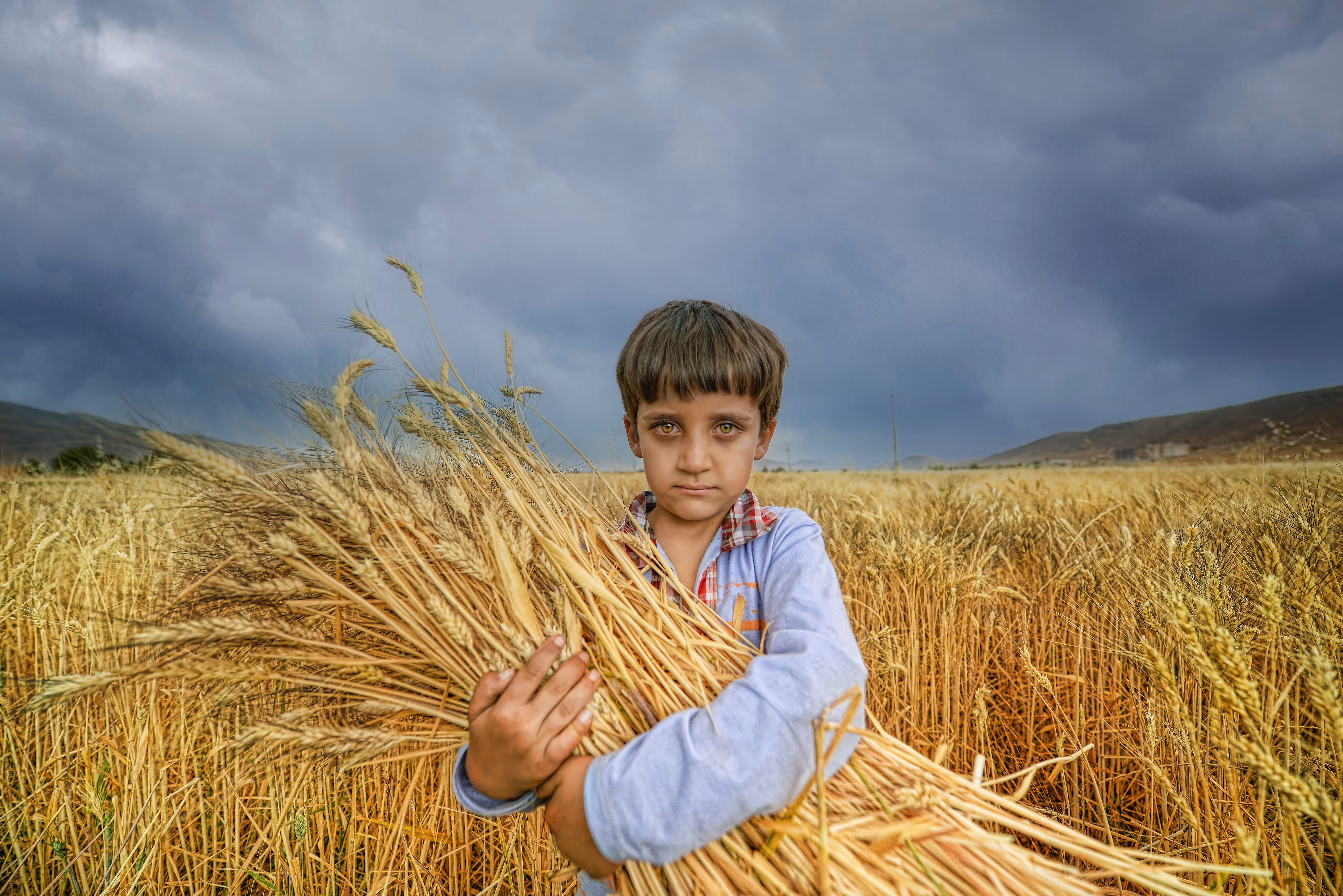 A boy on a wheat field