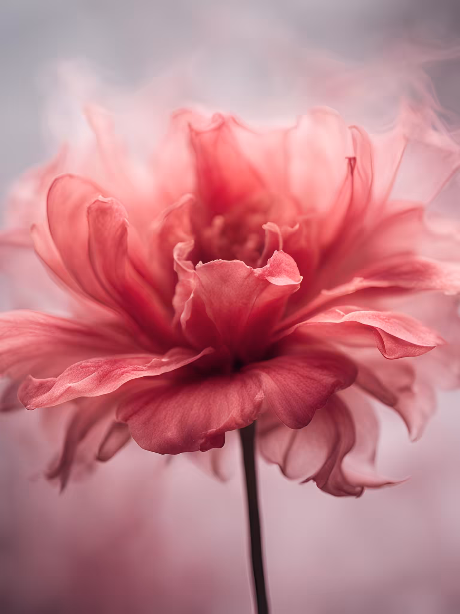 Misty Pink