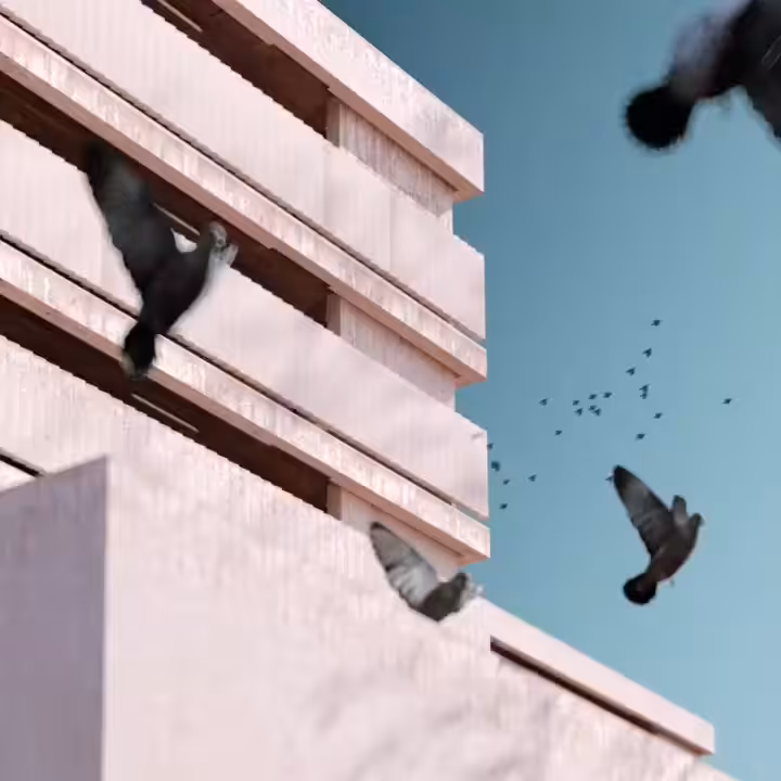 Birds Dont Cry