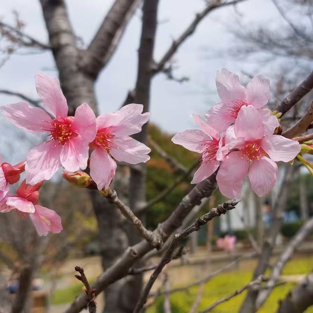 Rodeo posts: 🌸 Bloom