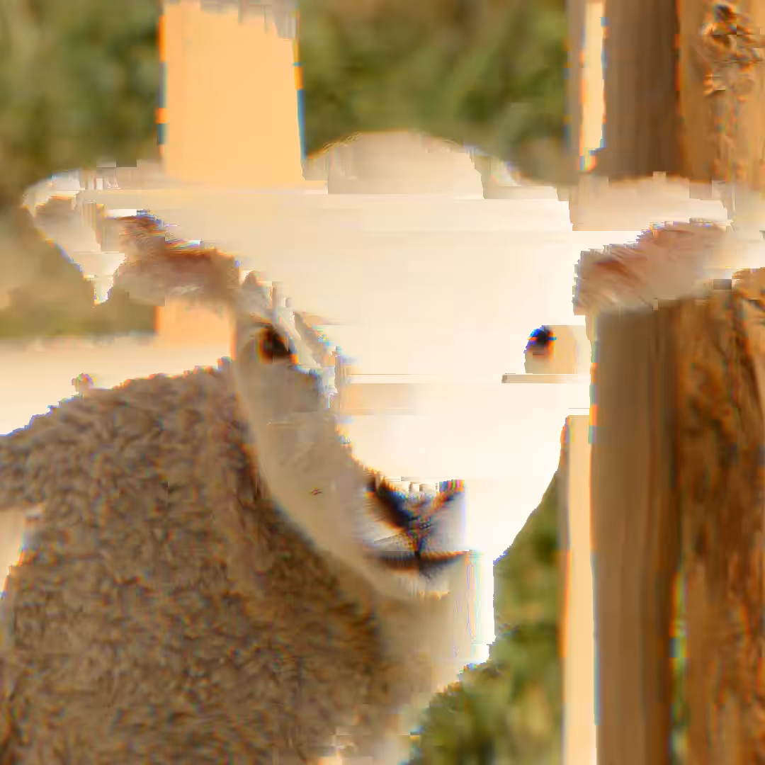 Lamb