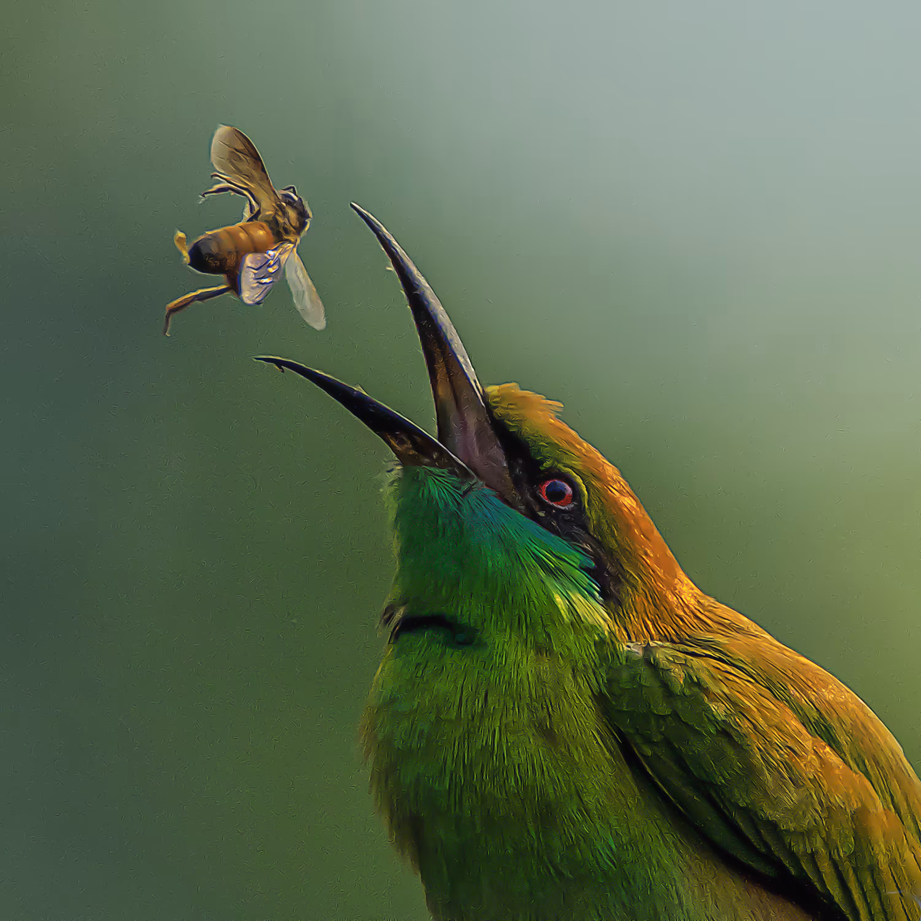 Green Bee-Eater