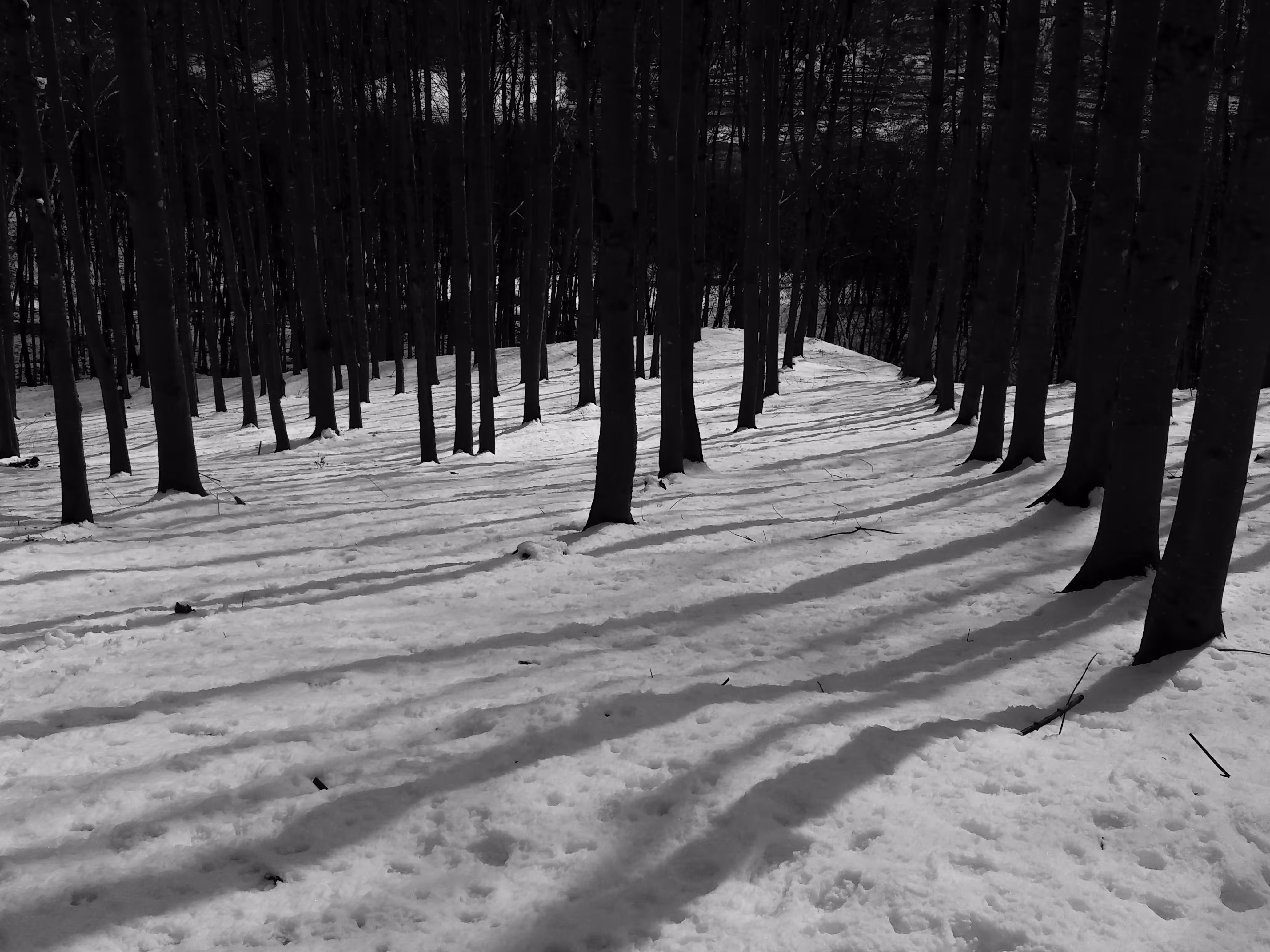 Snow and shadow