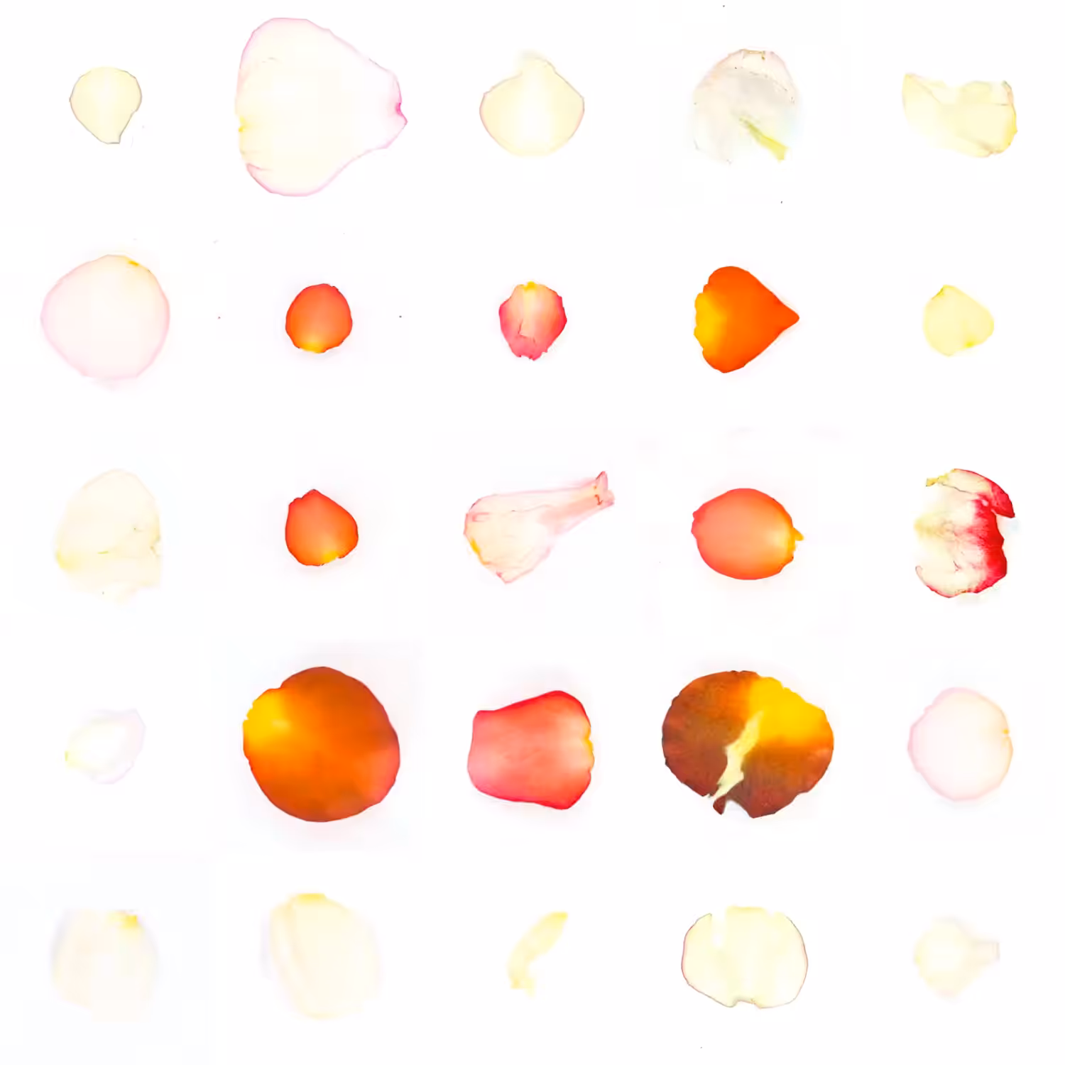 Infinite Petals 5x5#2597