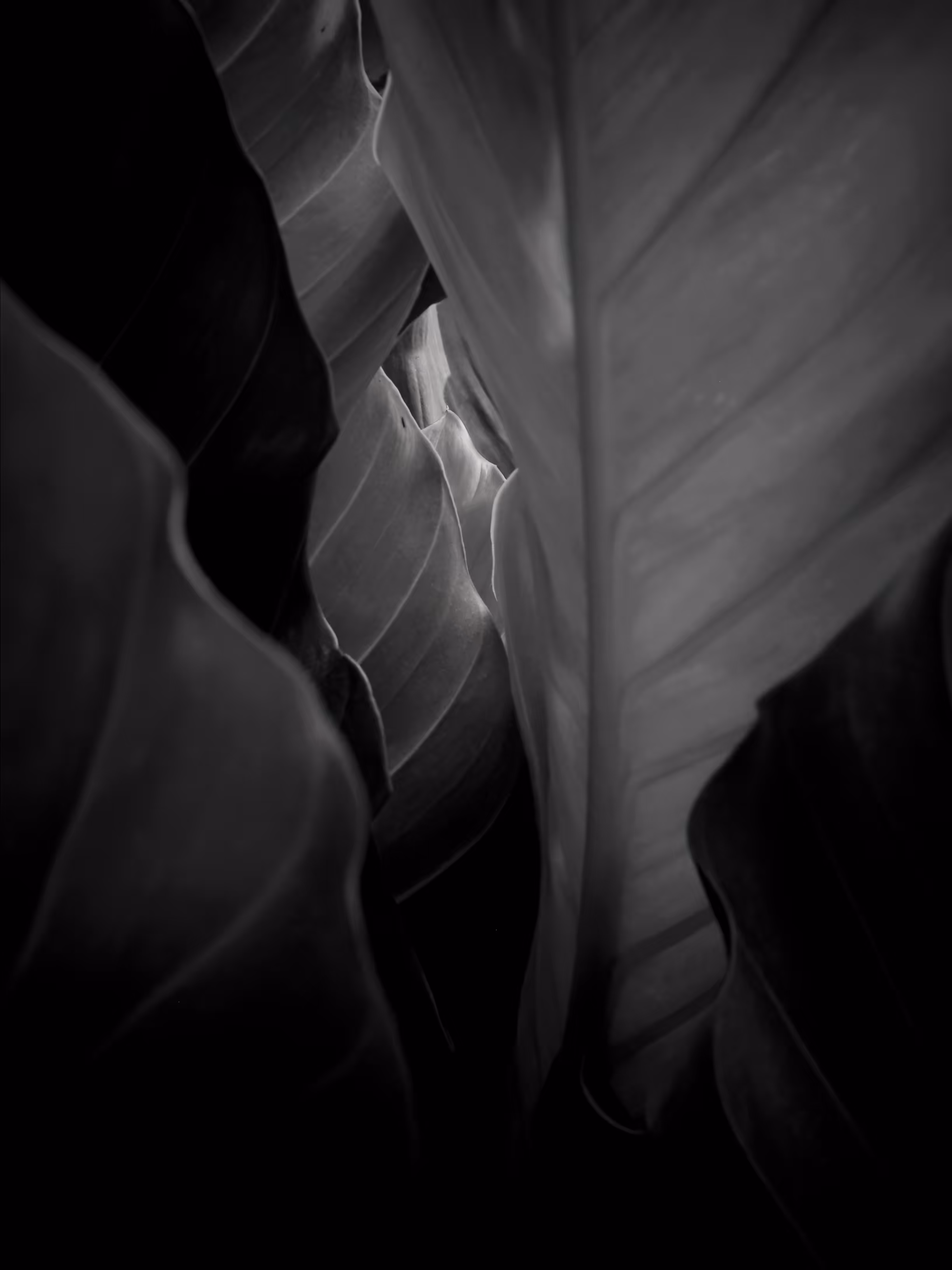 light and leaves-1