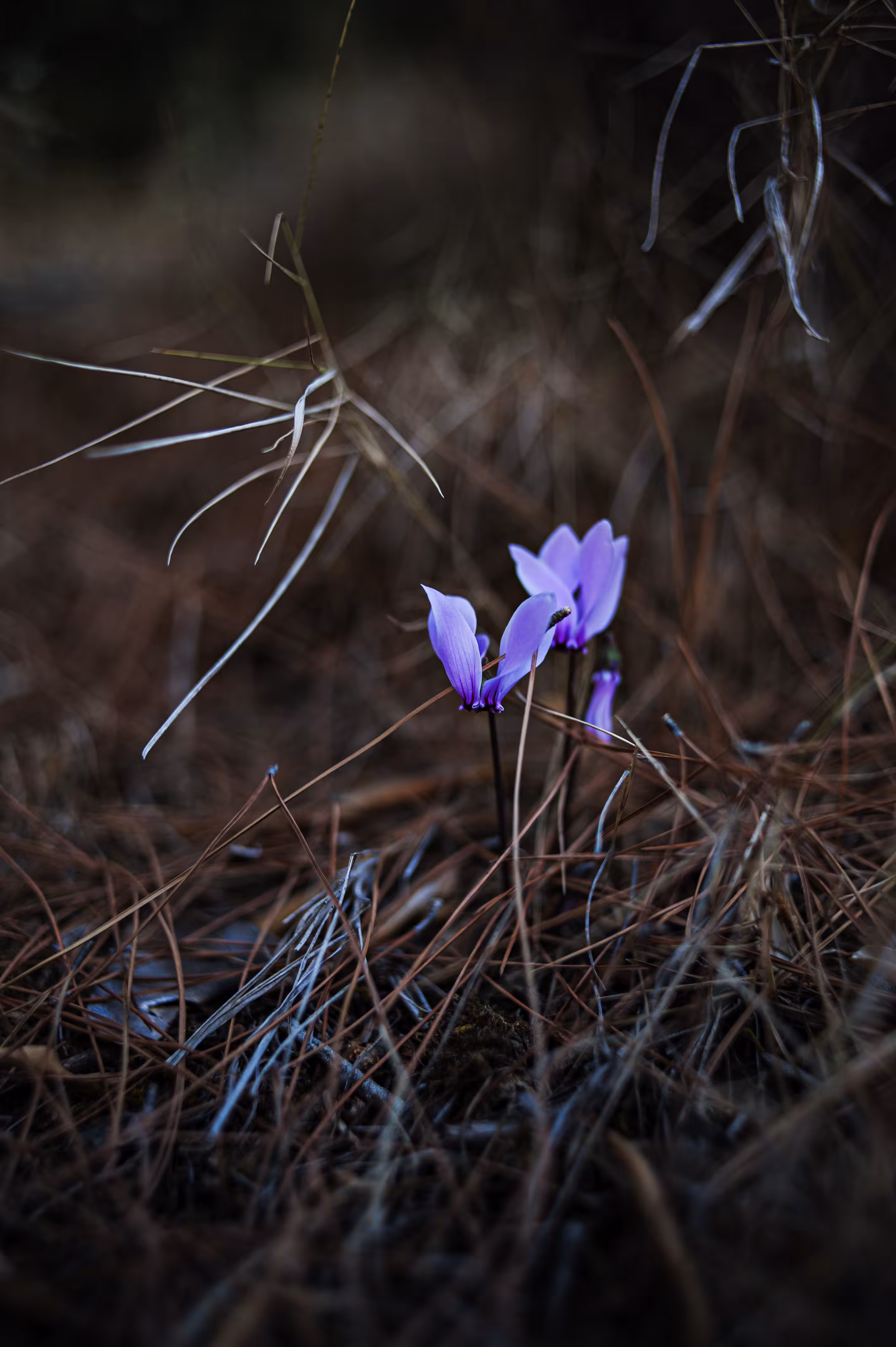 Purple Haze