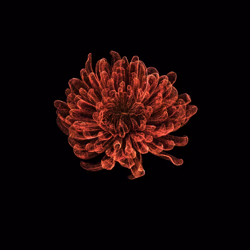 Chrysanthemum Morifolium 30 #92