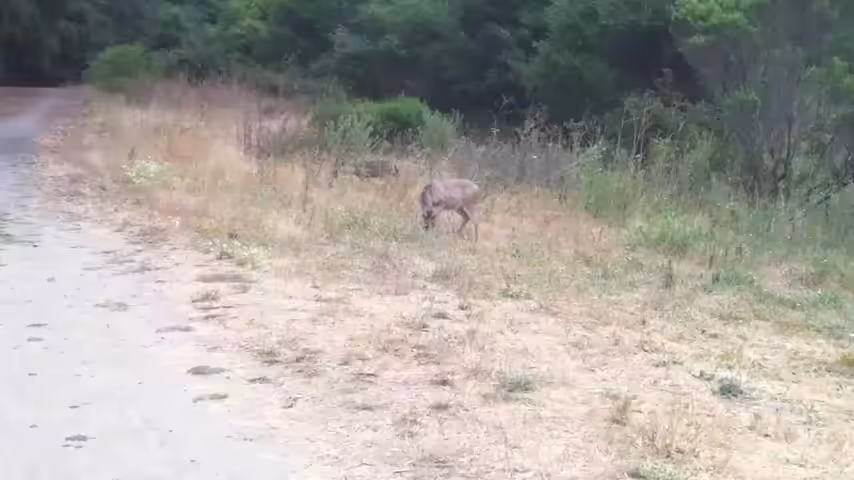 Deer in the Woods I Love You | Song A Day #614