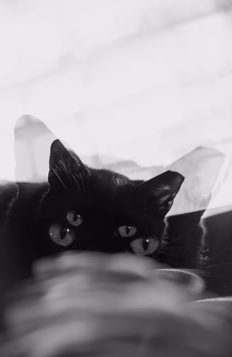 catezos!