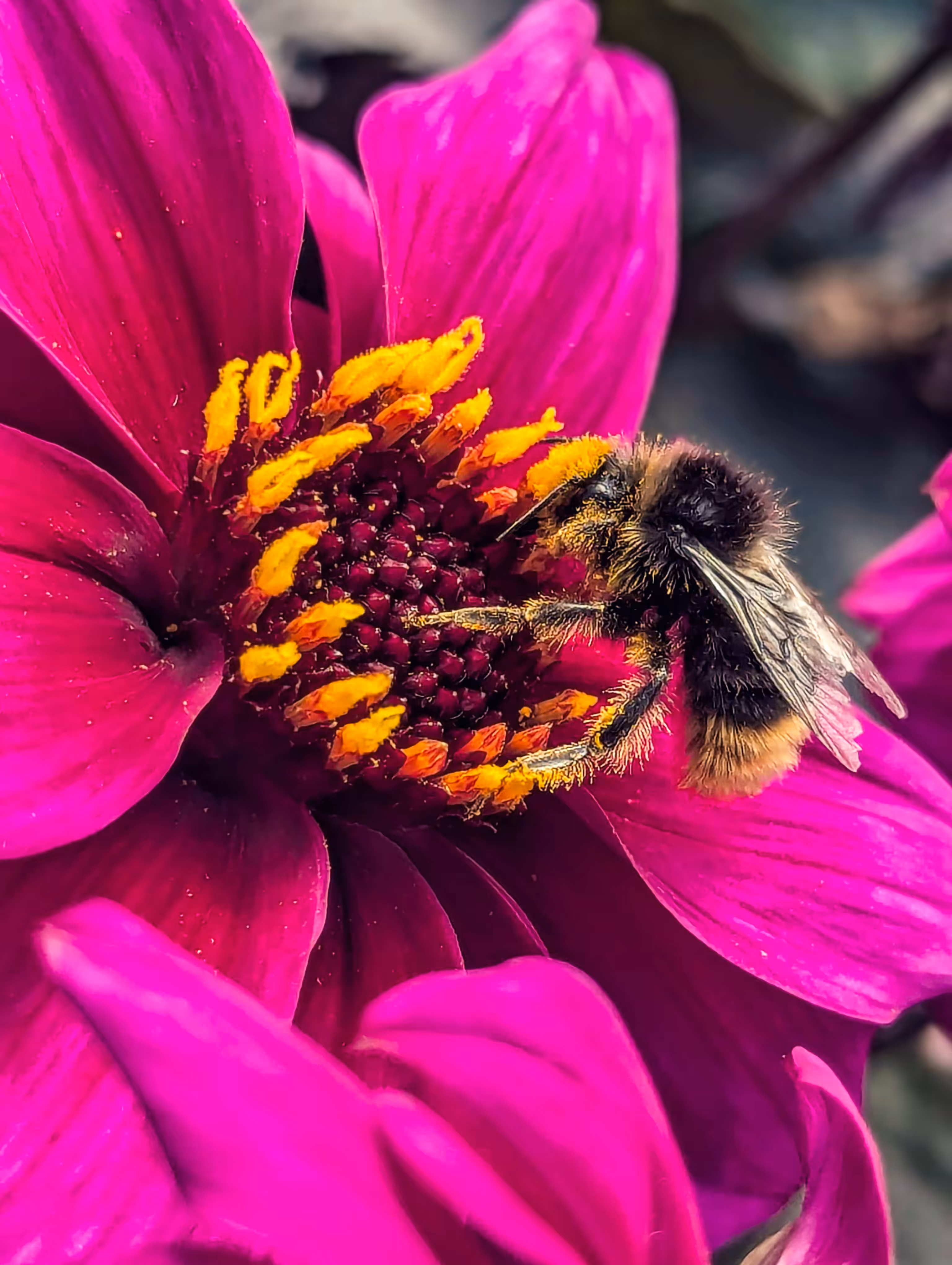 Pollen my leg
