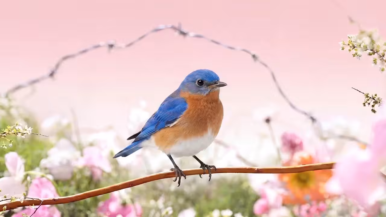 Birds Observations: Thomas, A Place Between