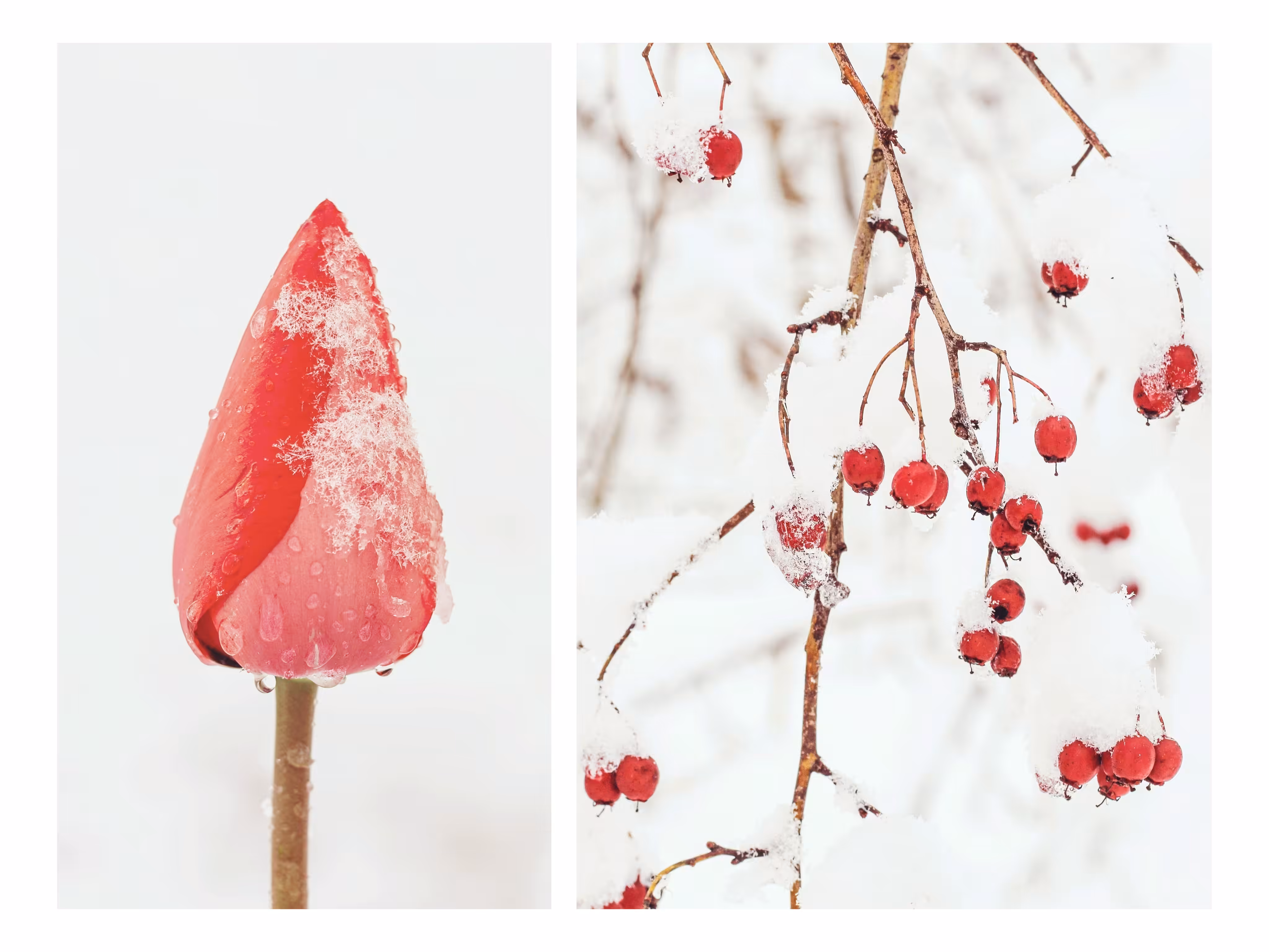 Last Snow