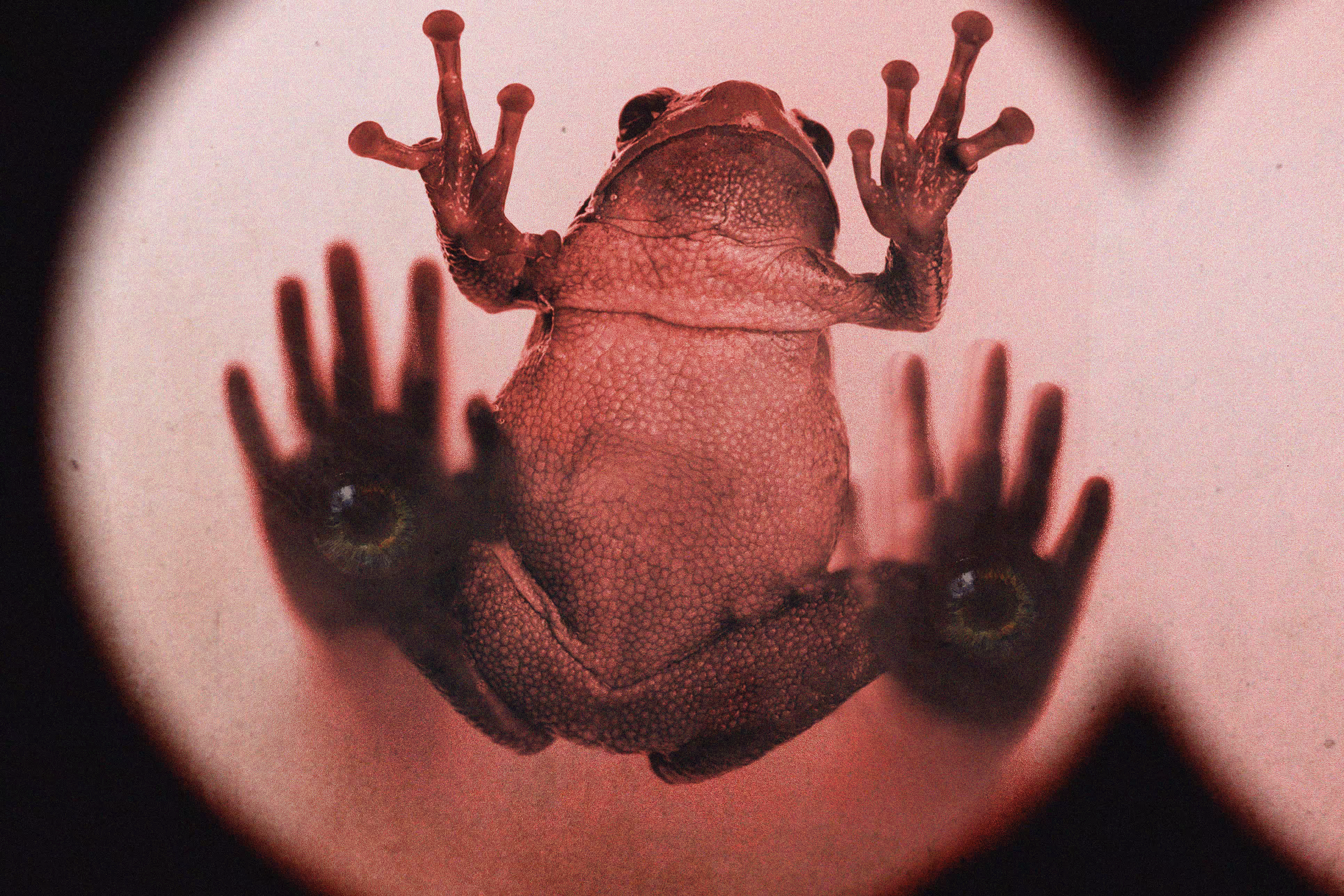 Frog Eyes