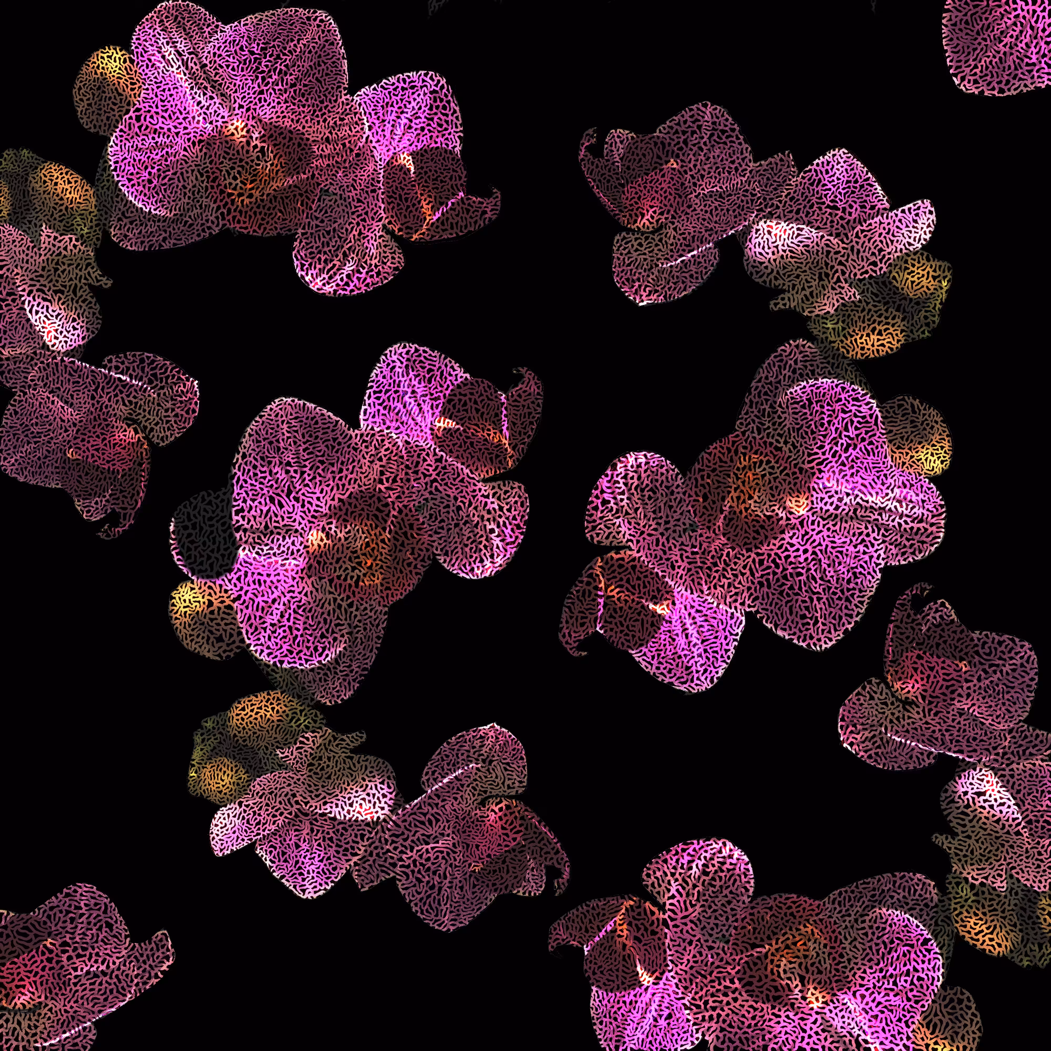 Orchids