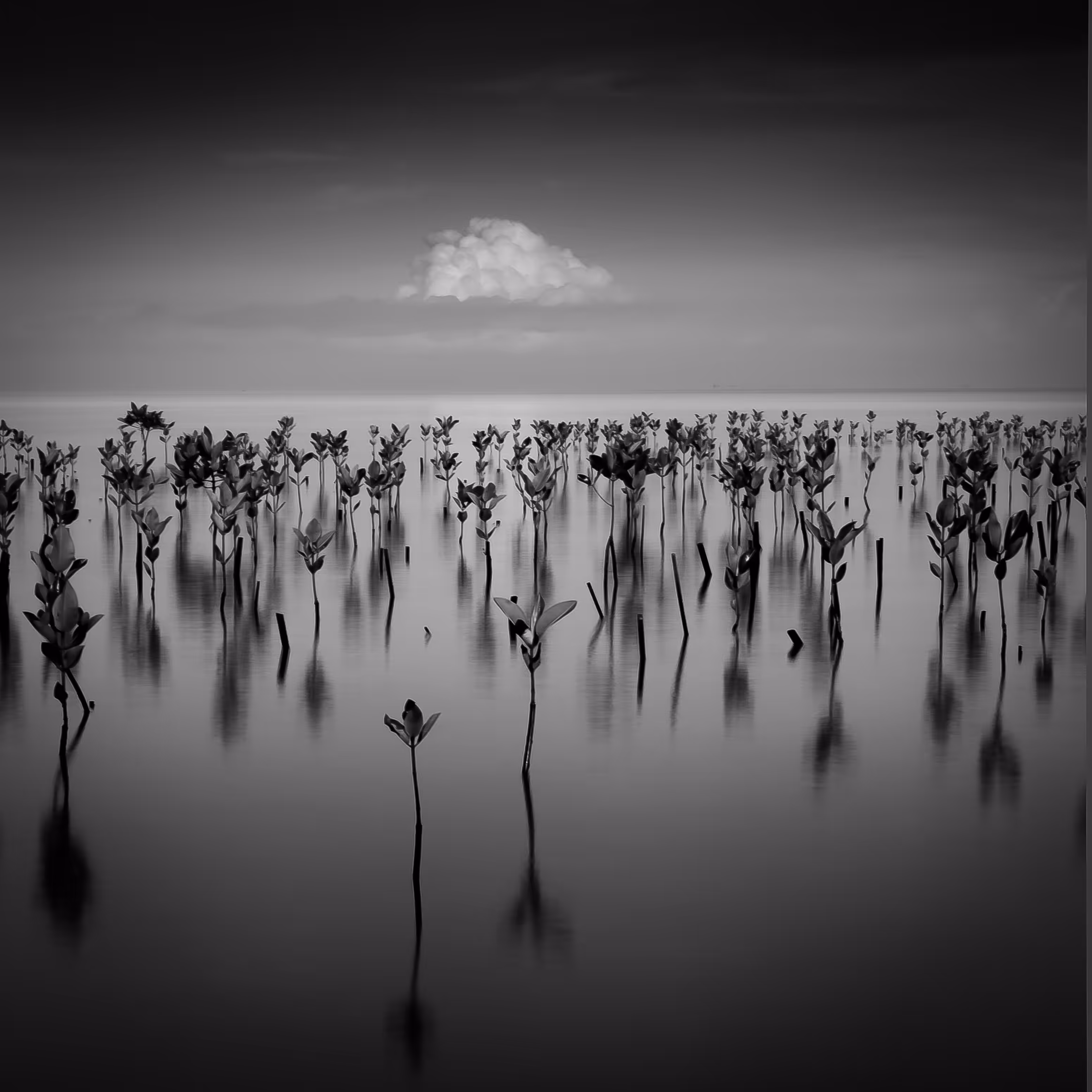 the Mangrove