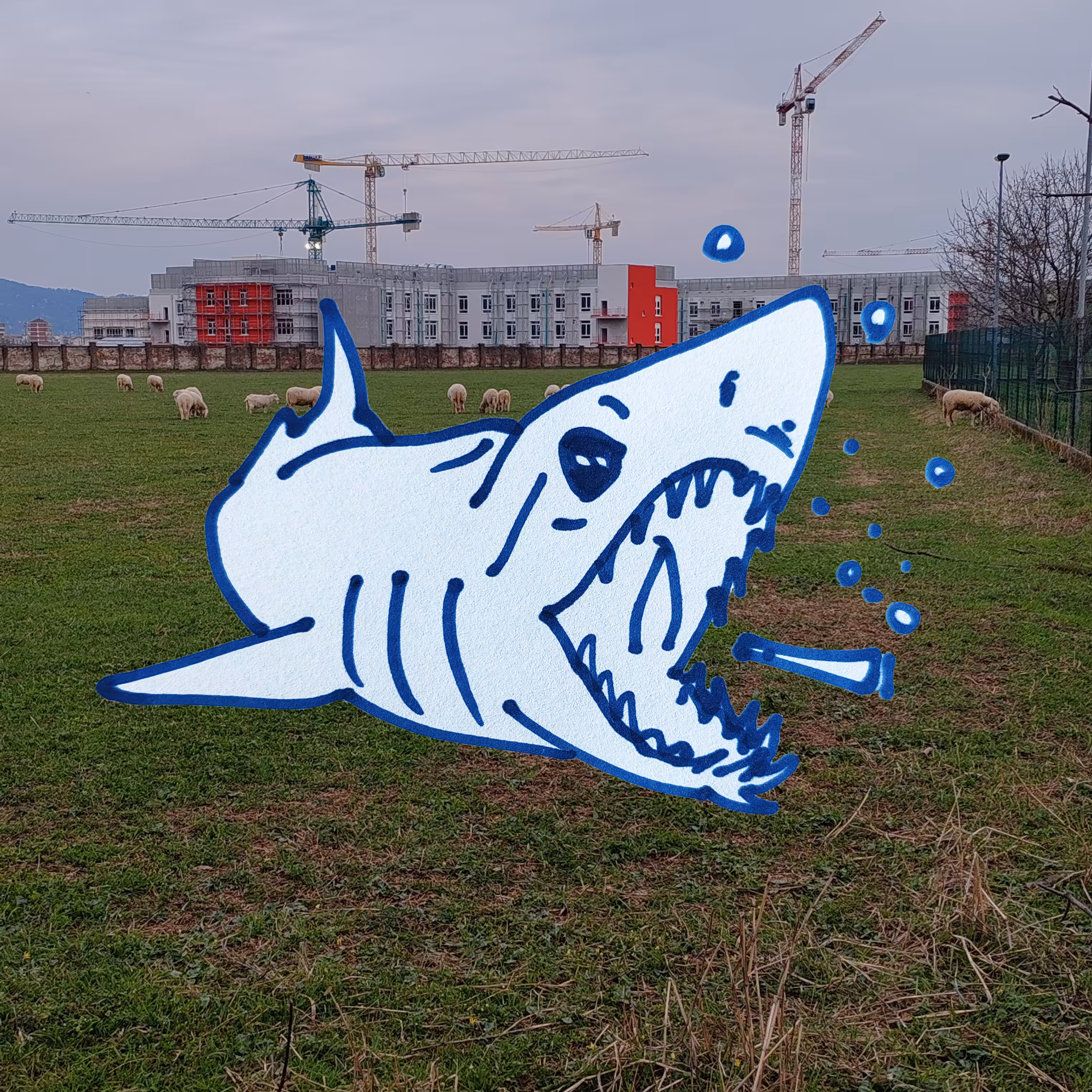 fruttaeverdura!!!!: shark4