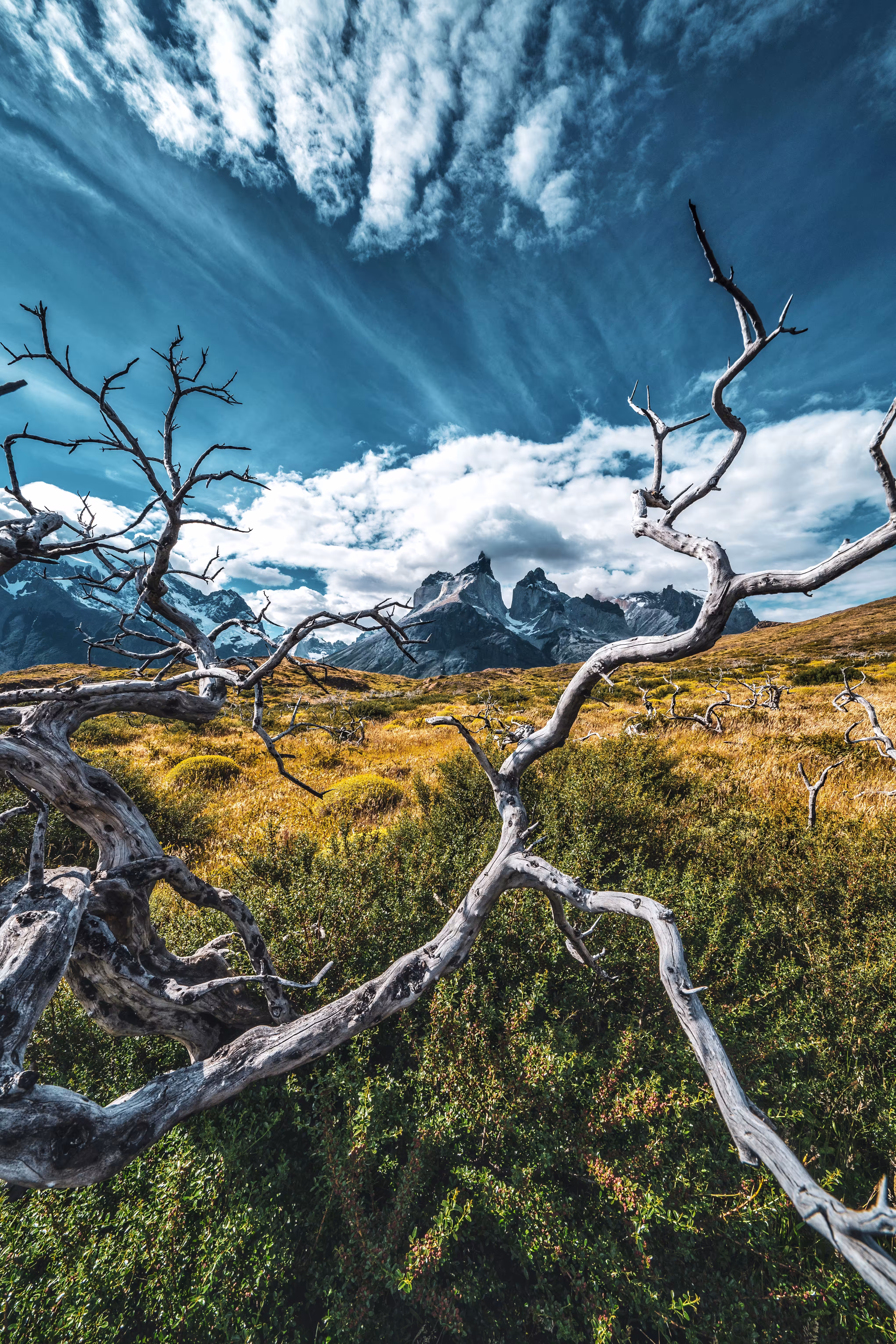 Patagonia Dreaming