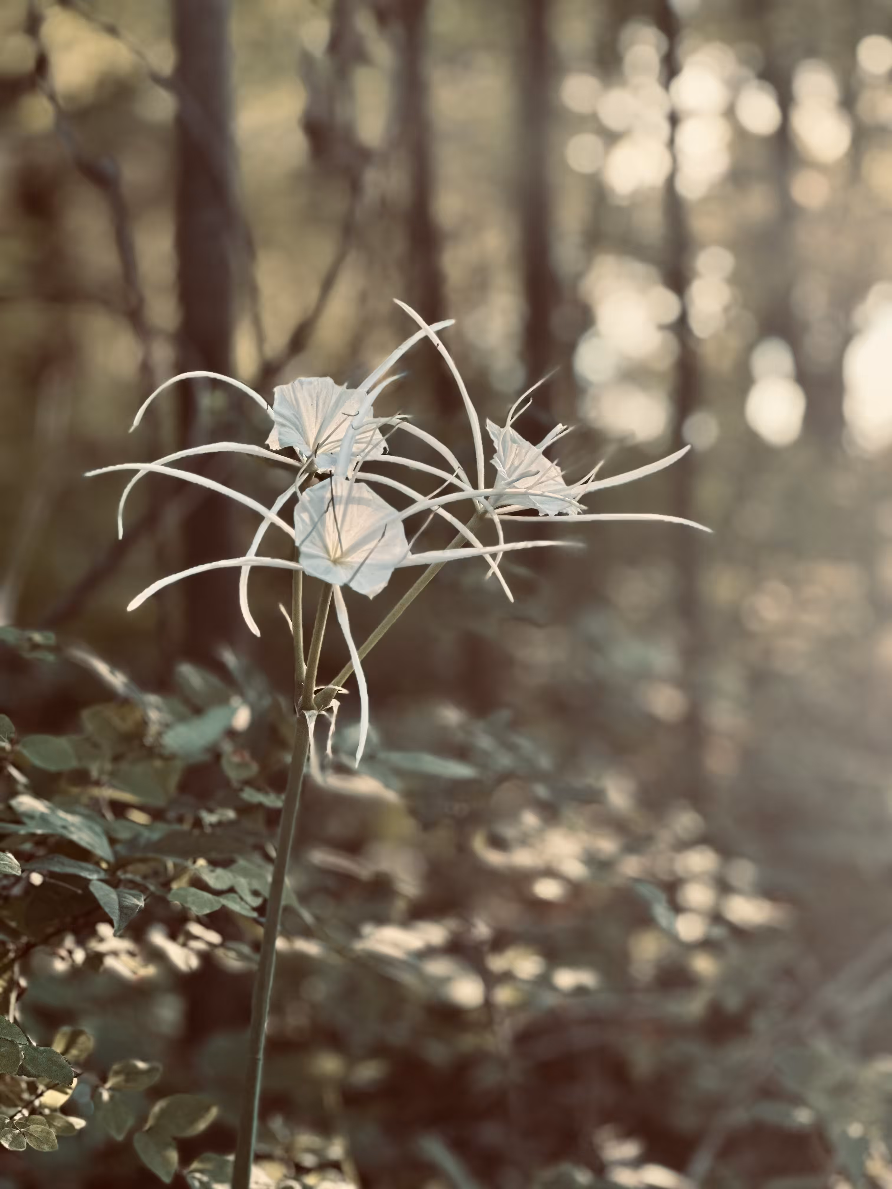Persevering Beauty