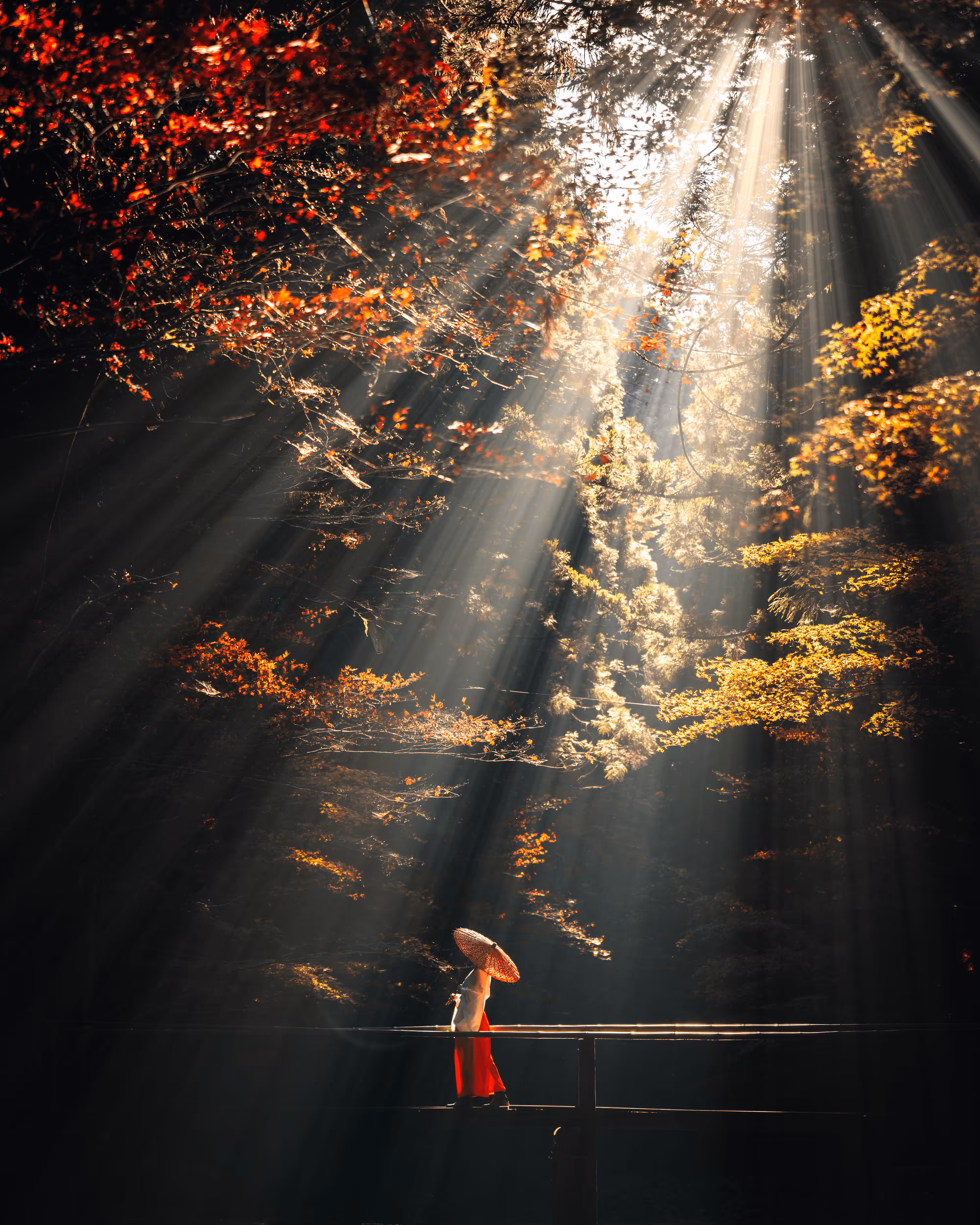 Collaboration of sun and red leaves