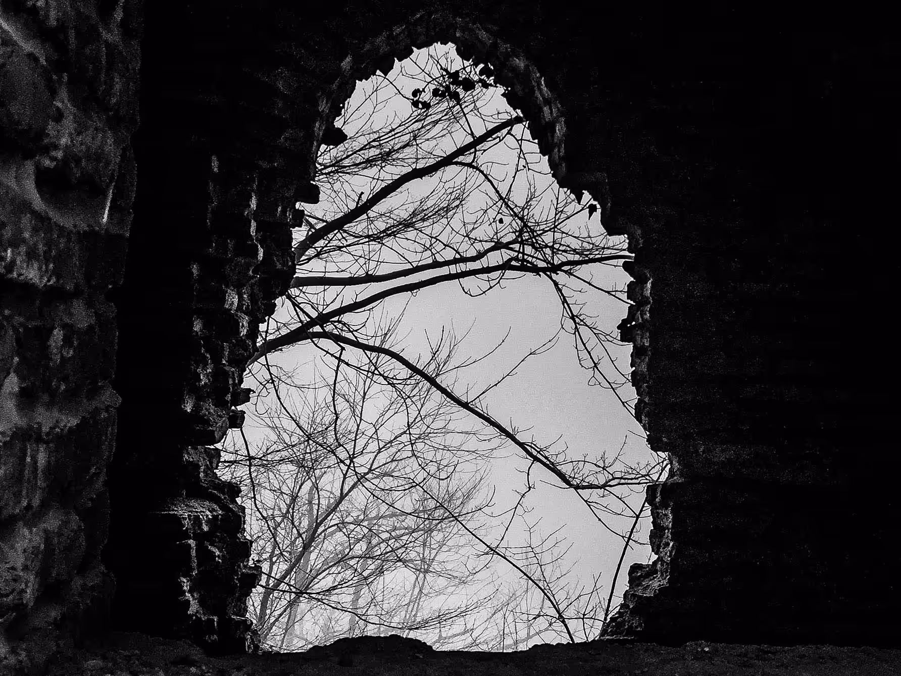 A hole of branches
