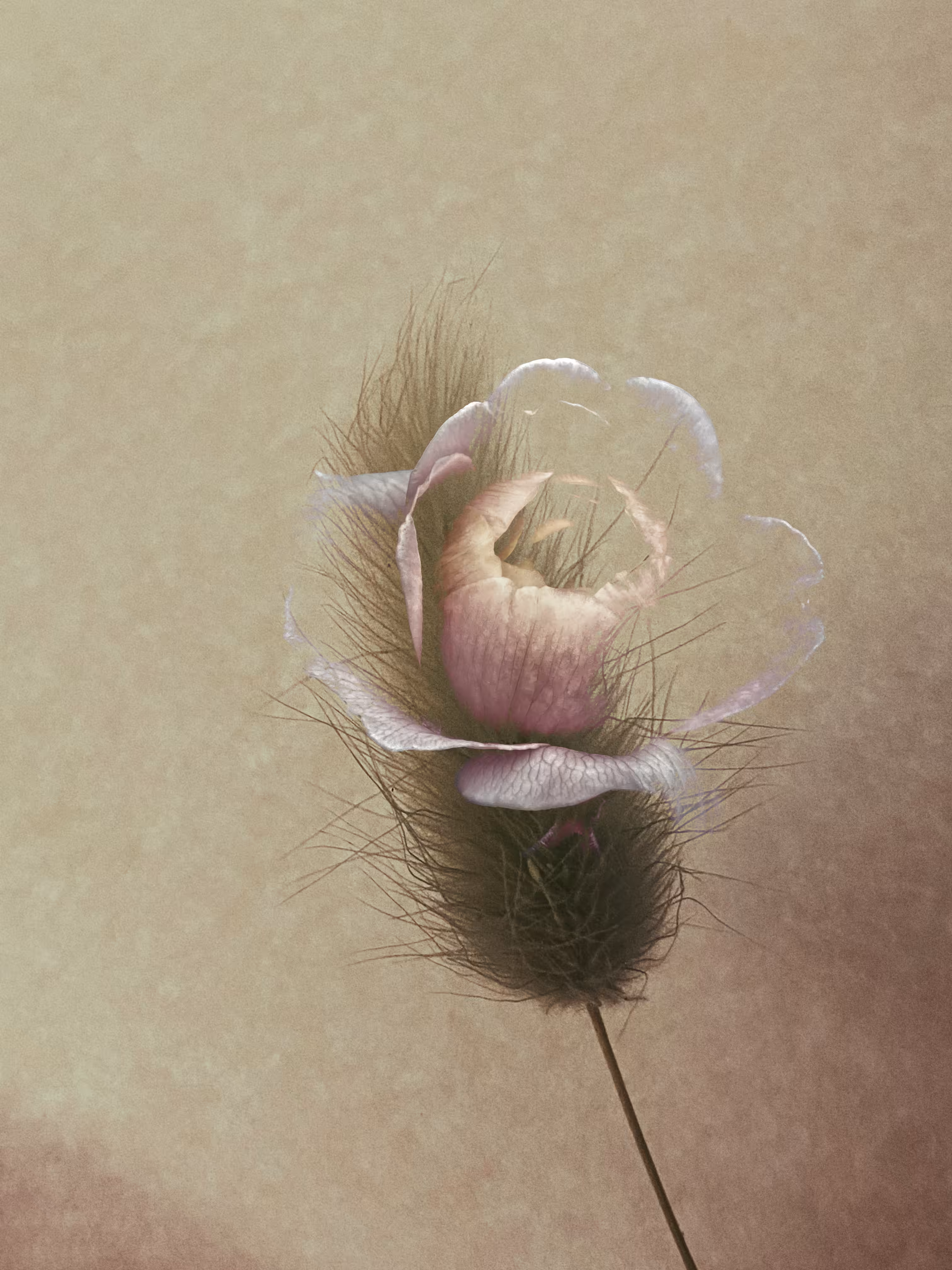 🖤Ghost of My Former Self: Dusky Pink Rose💗