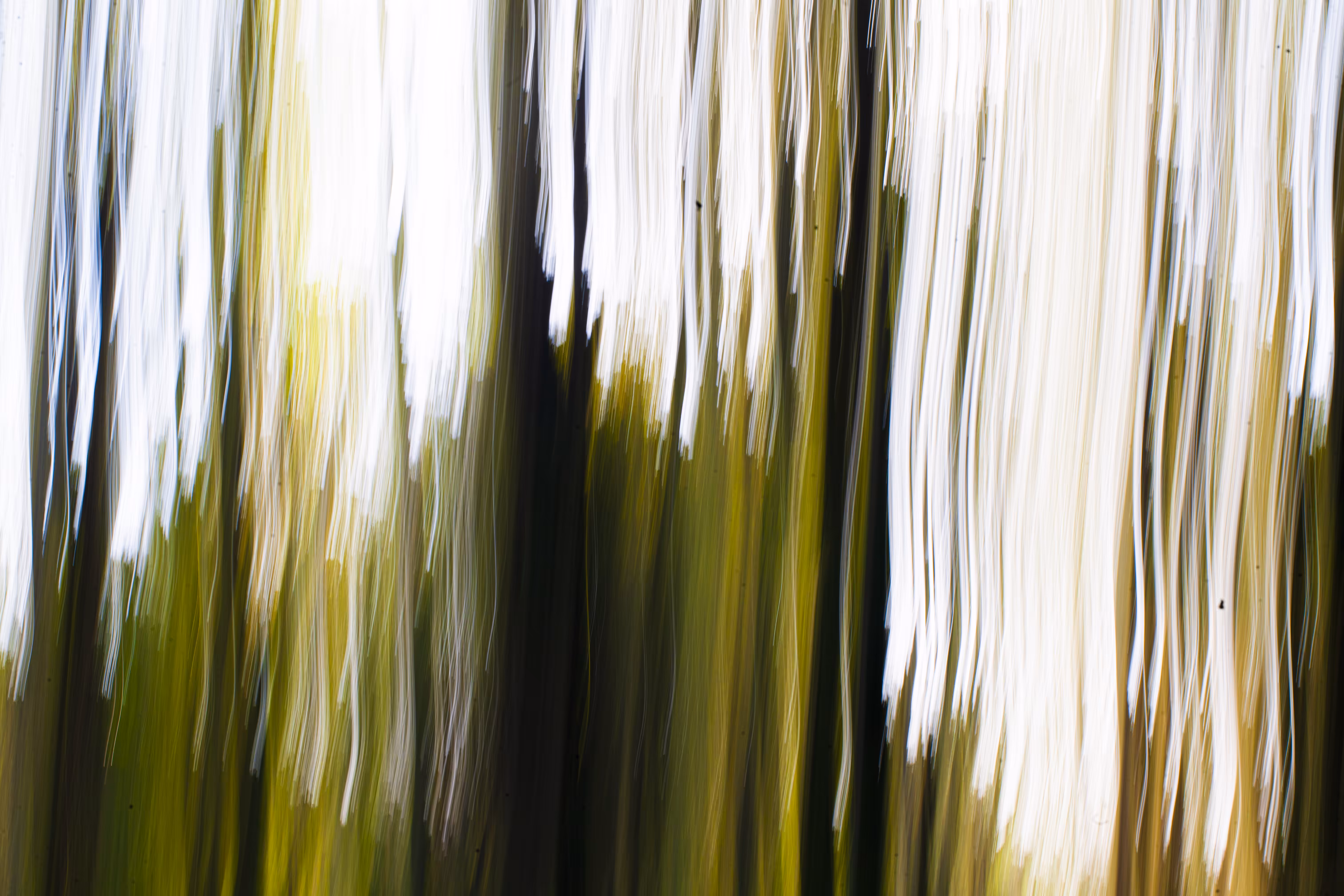 Jungle