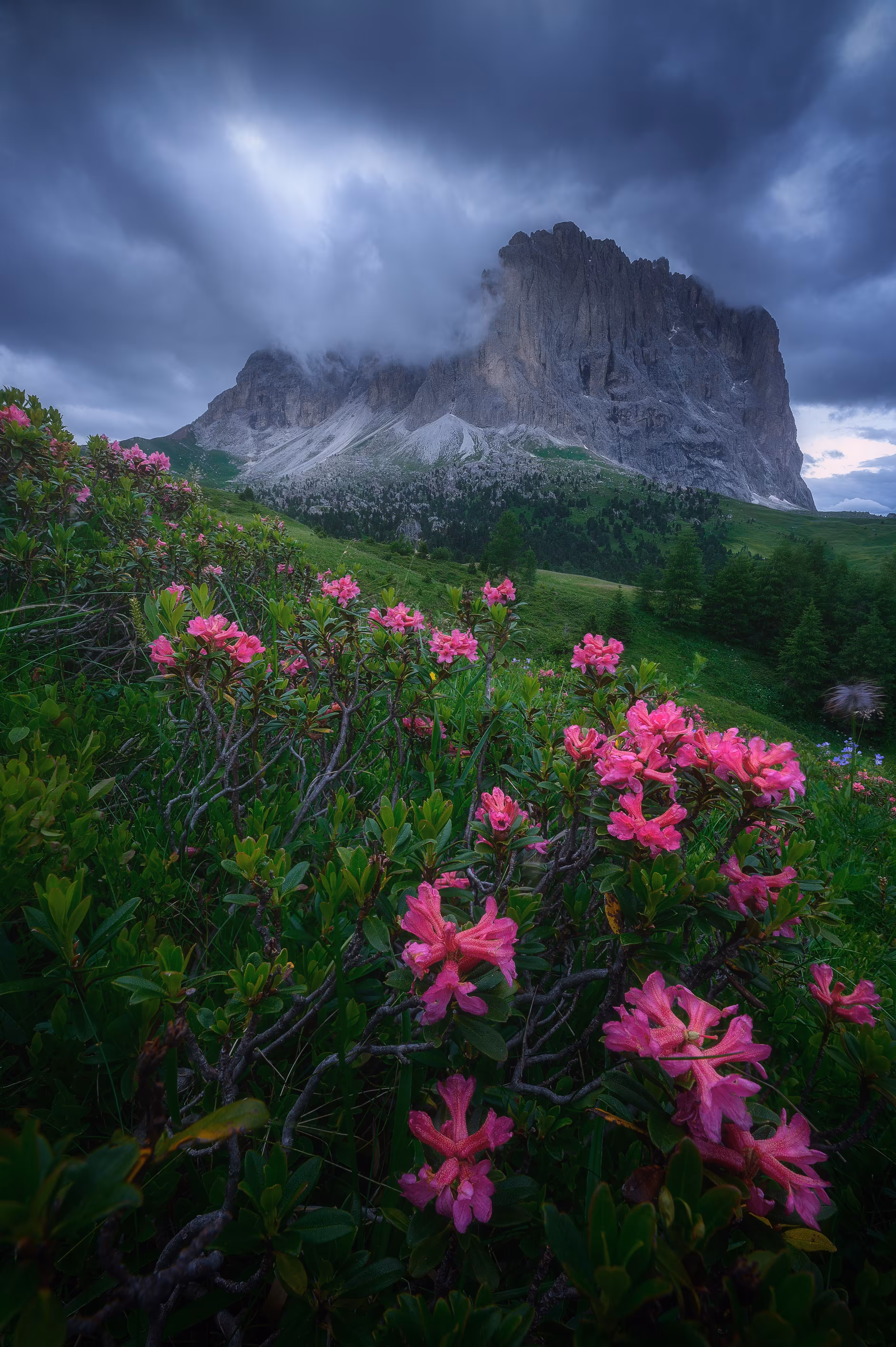 Alpine Roses - Queen of the Alps