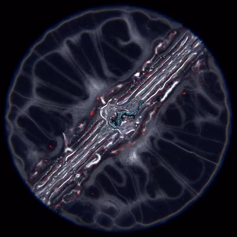 Ethereal Microcosm #119