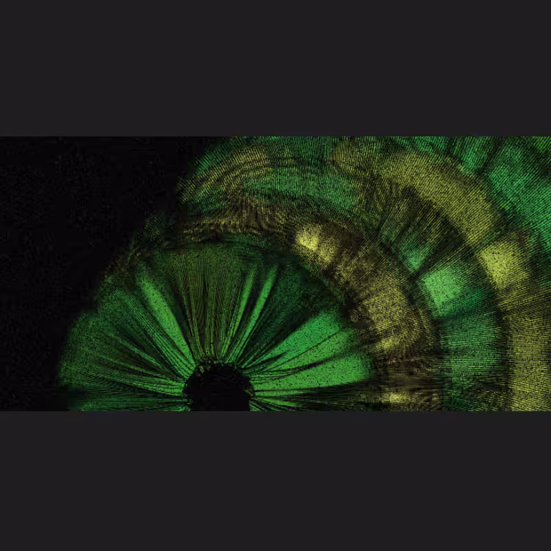 Chameleon #30