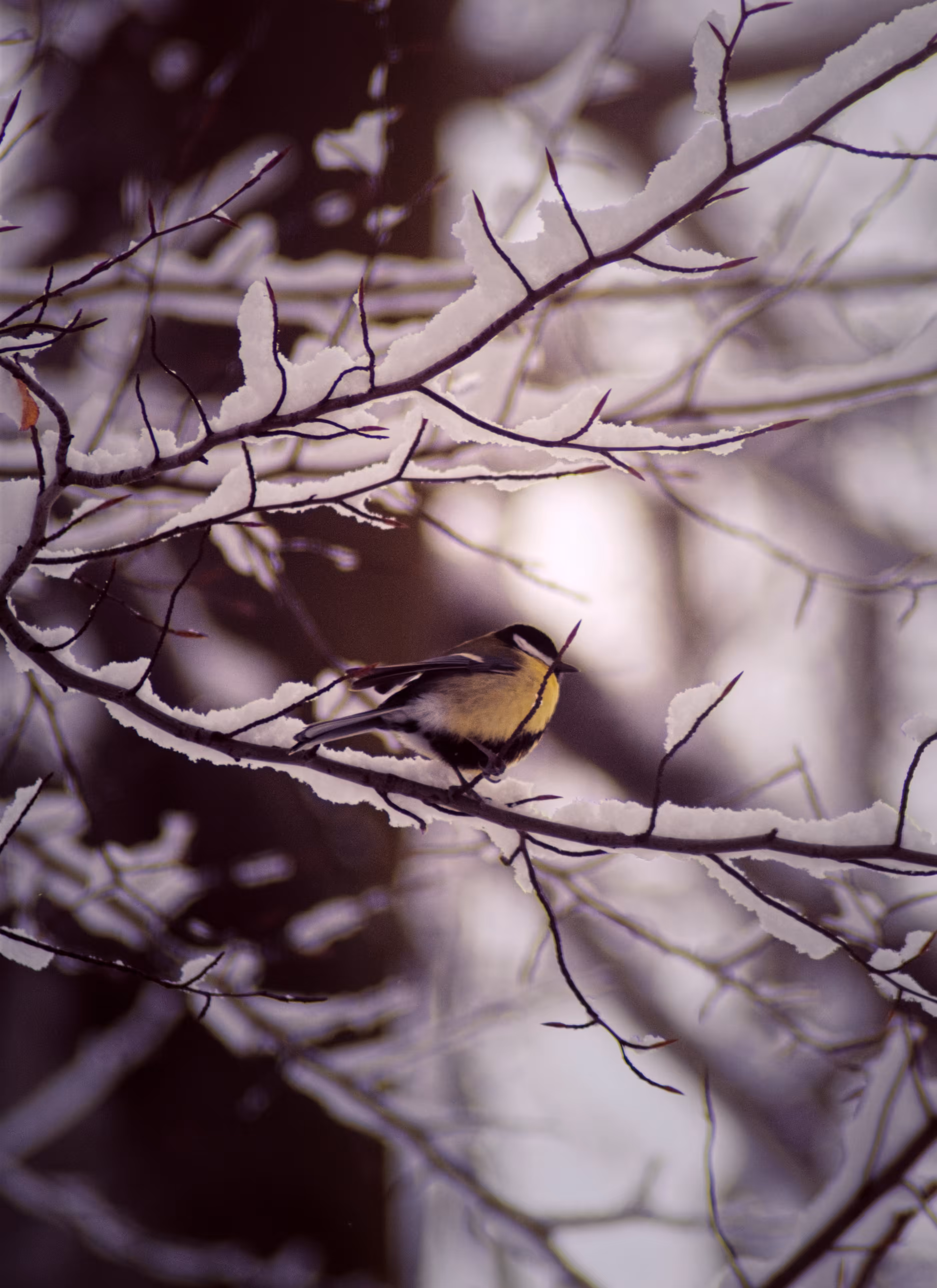 Parus Major