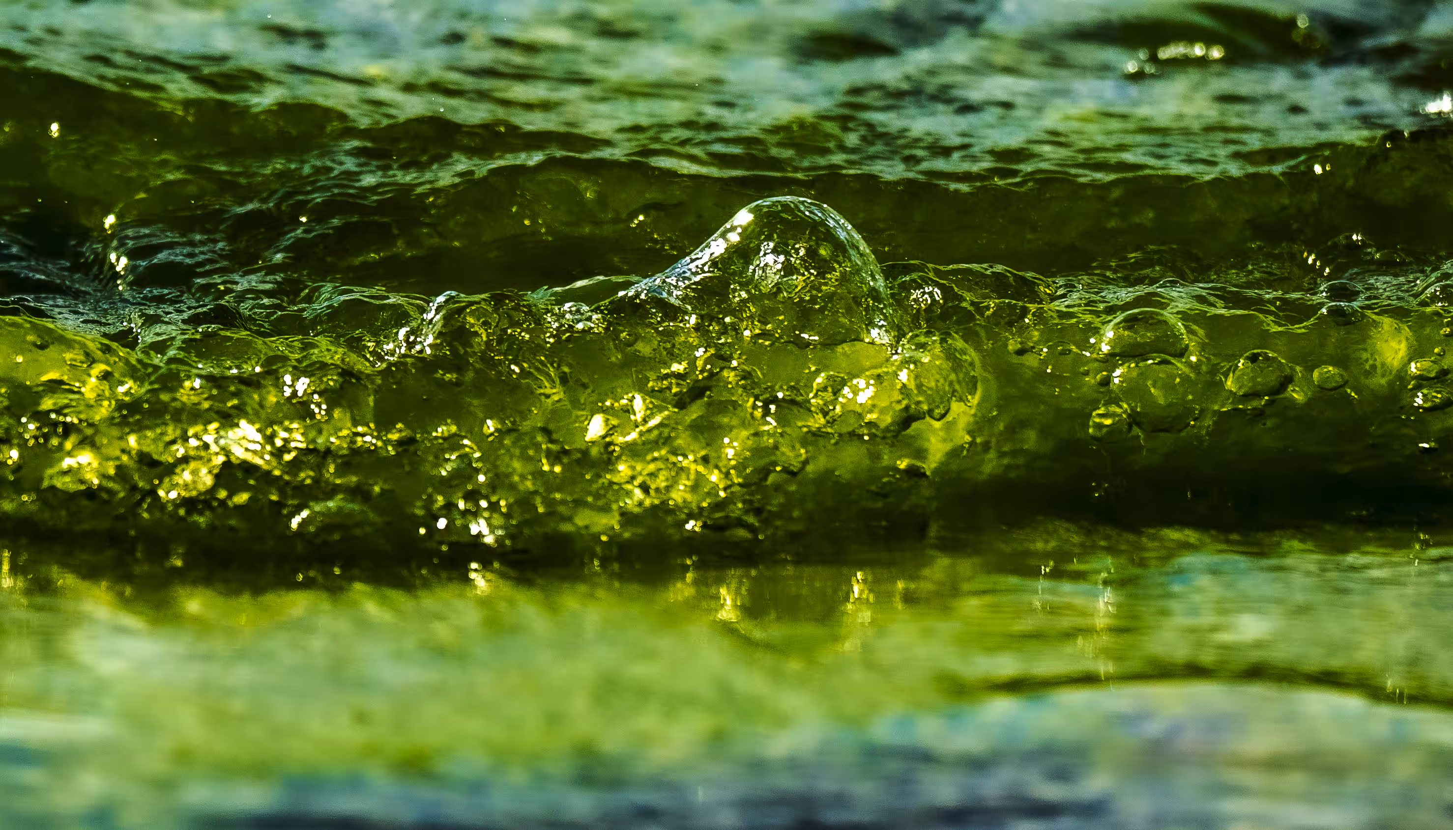 Green Limu