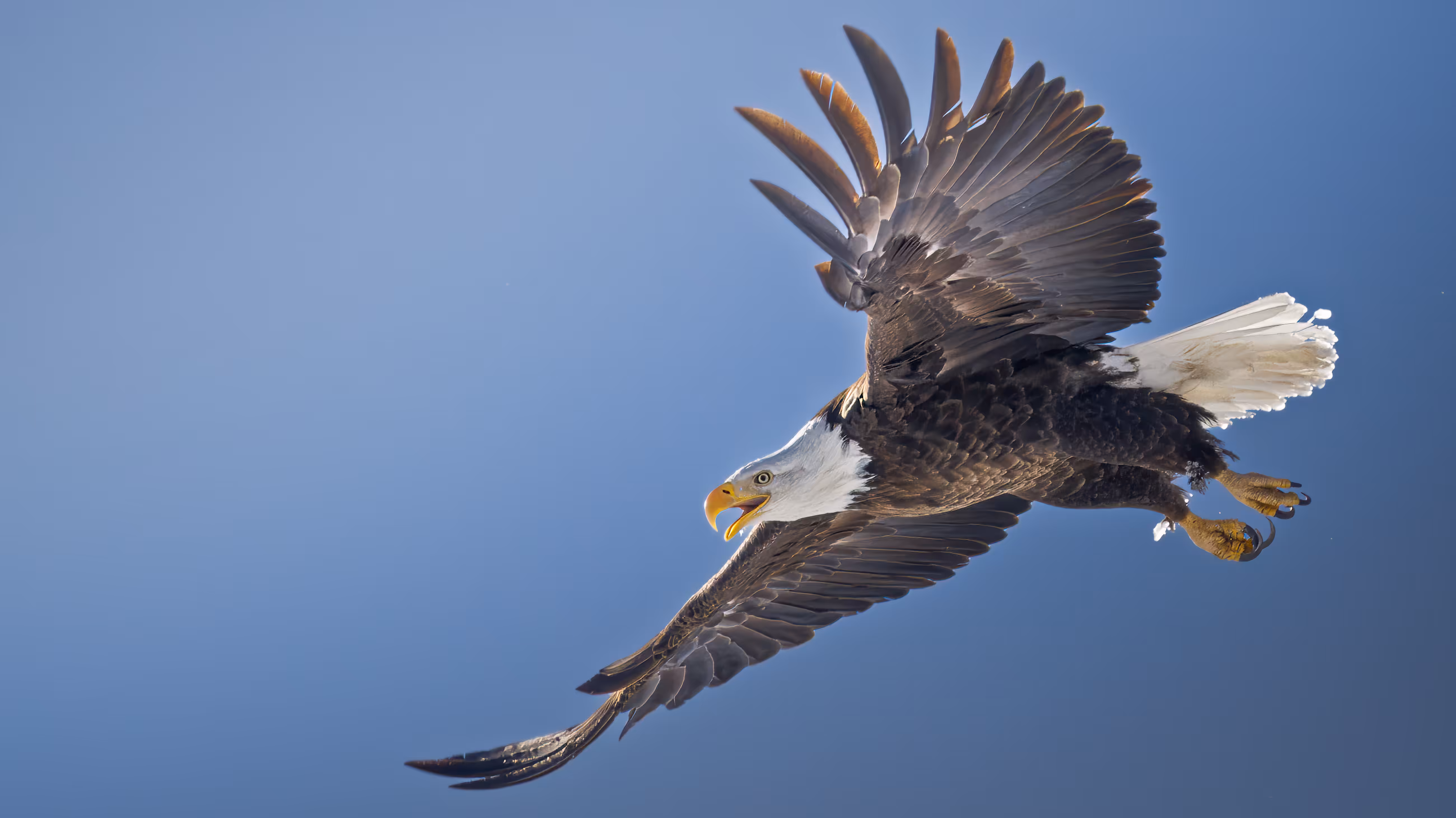 Rodeo posts: Screaming Eagle