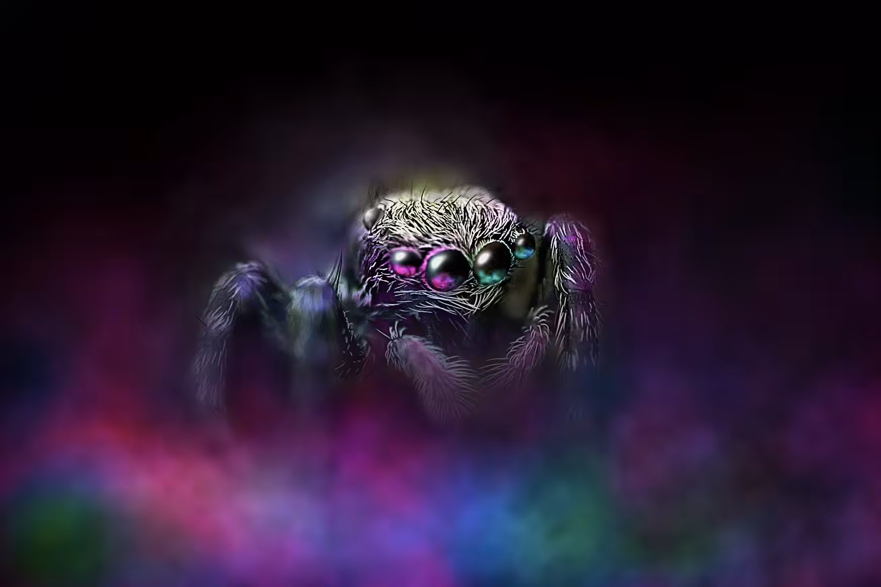 holi festival jumping spider