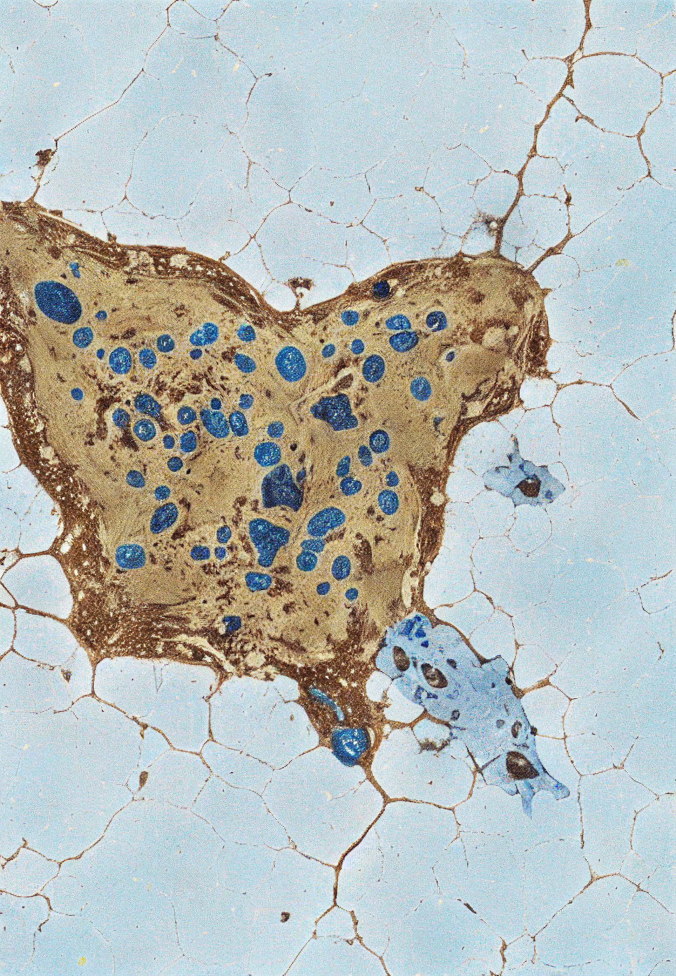 Histologia In Silico #10