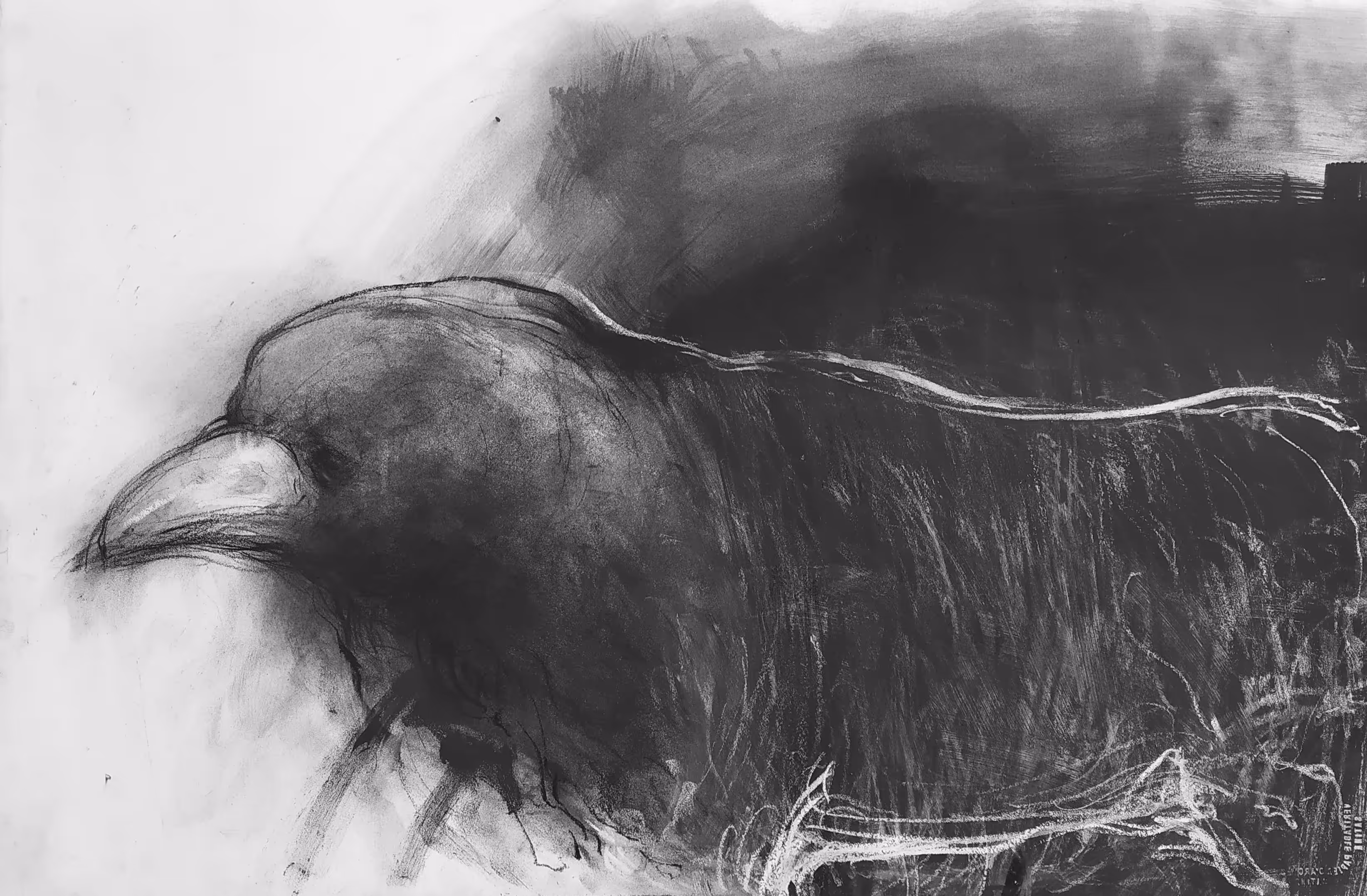 Black Birds Collection
