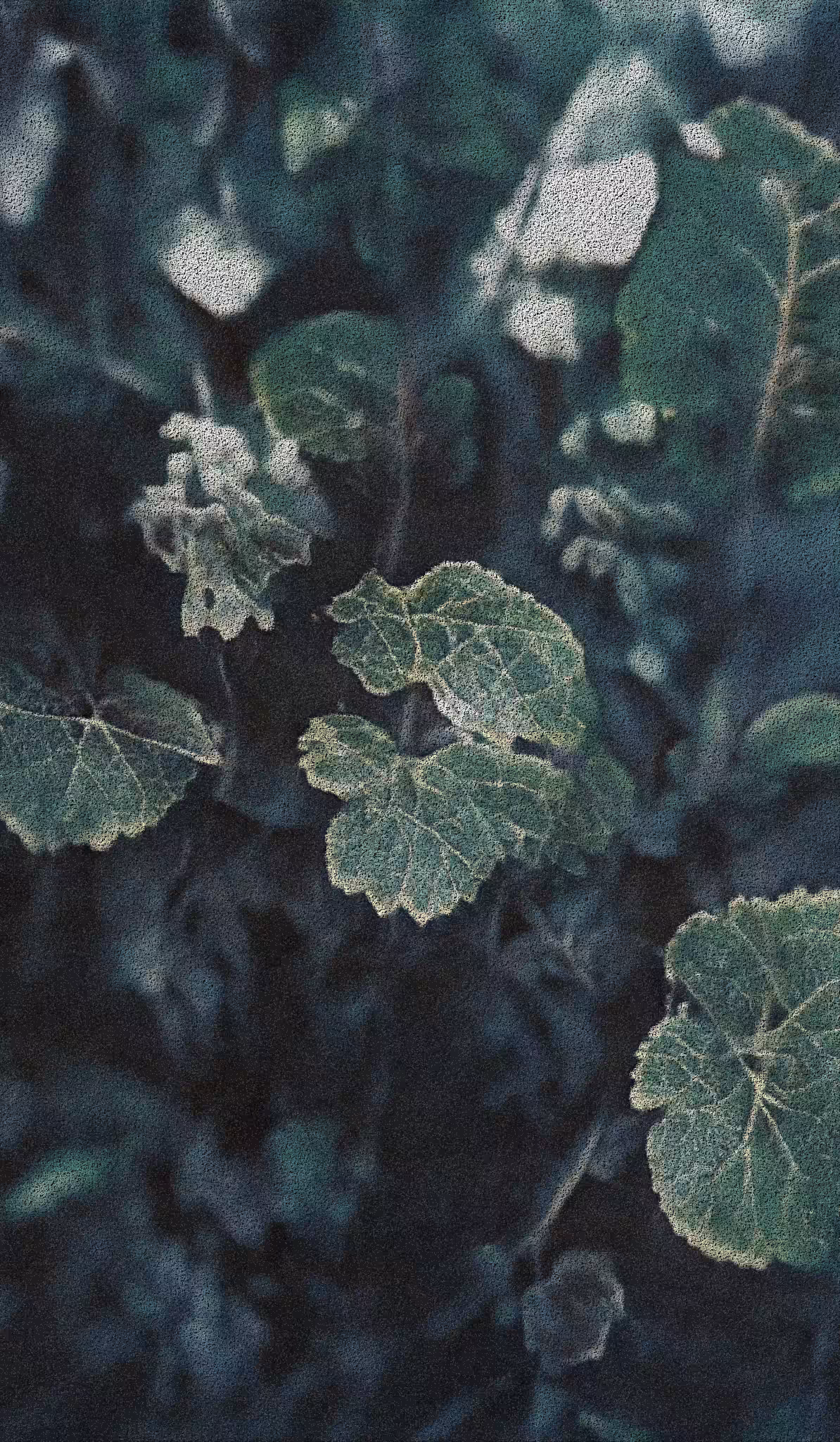 APPARATUS-VITIS: Apparatus Vitis #22
