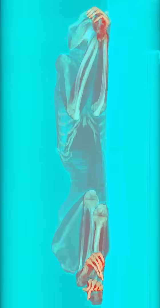 Primate CT scan 01 