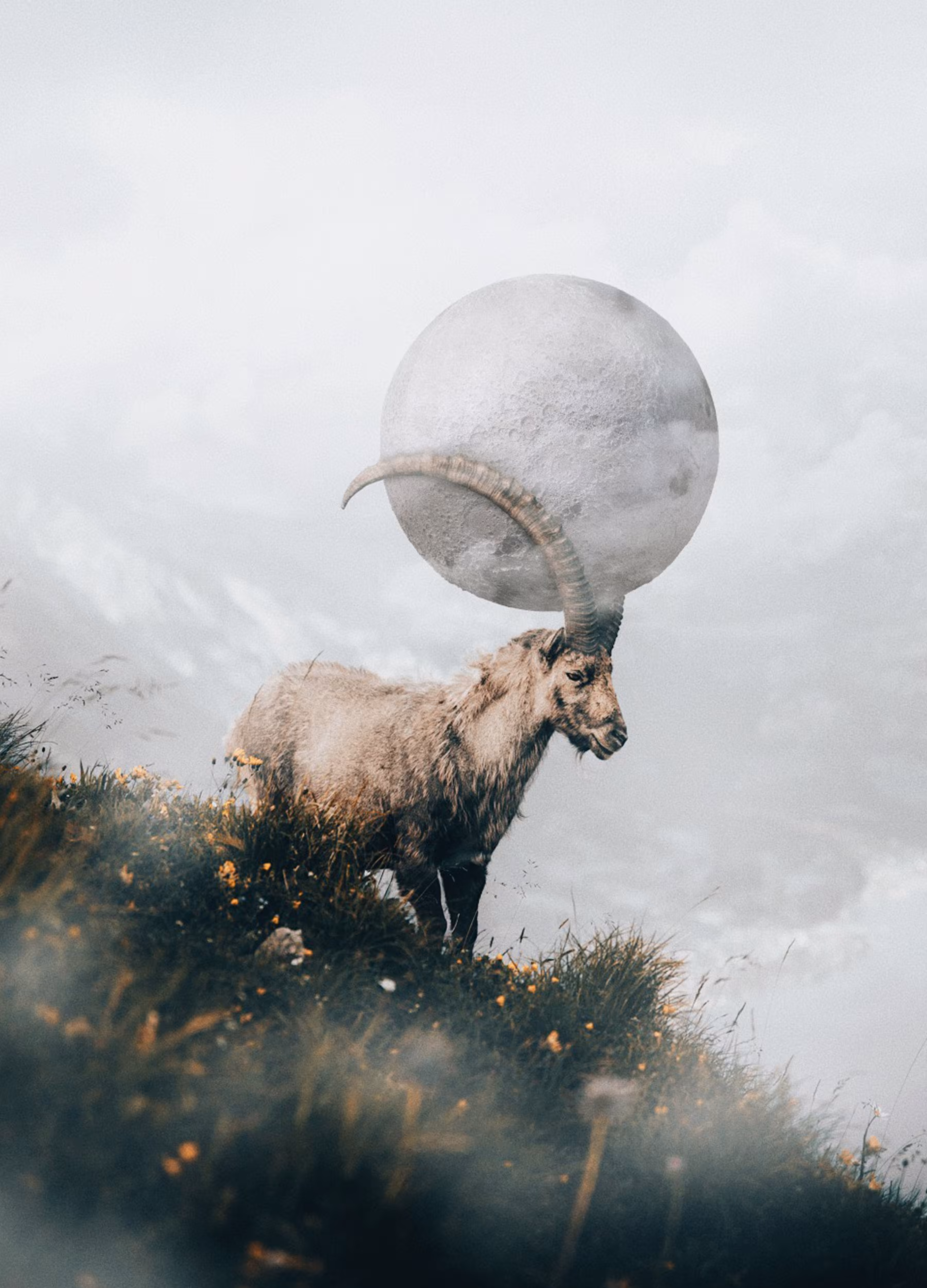 Stuck in the antlers