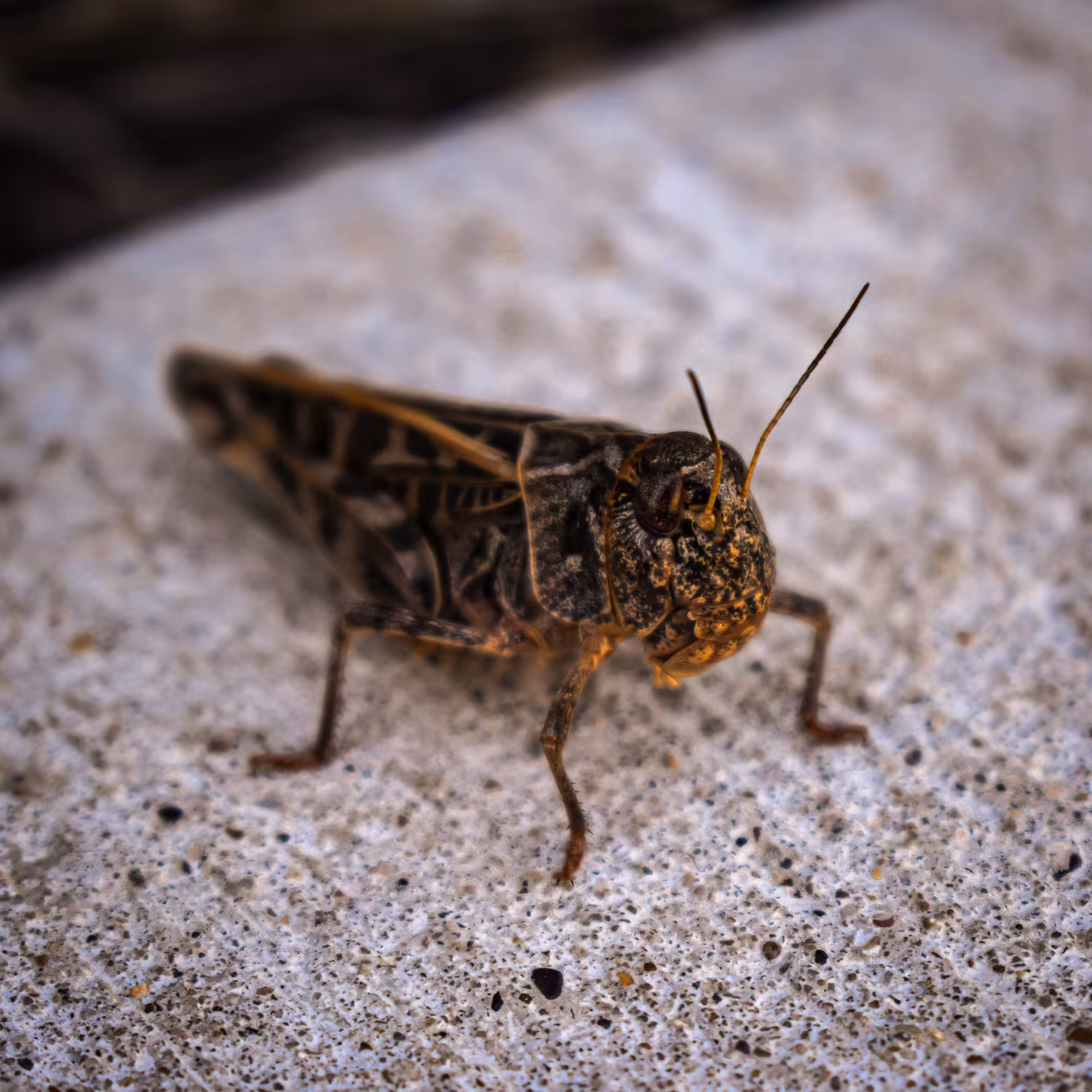 Wrinkled Grasshopper
