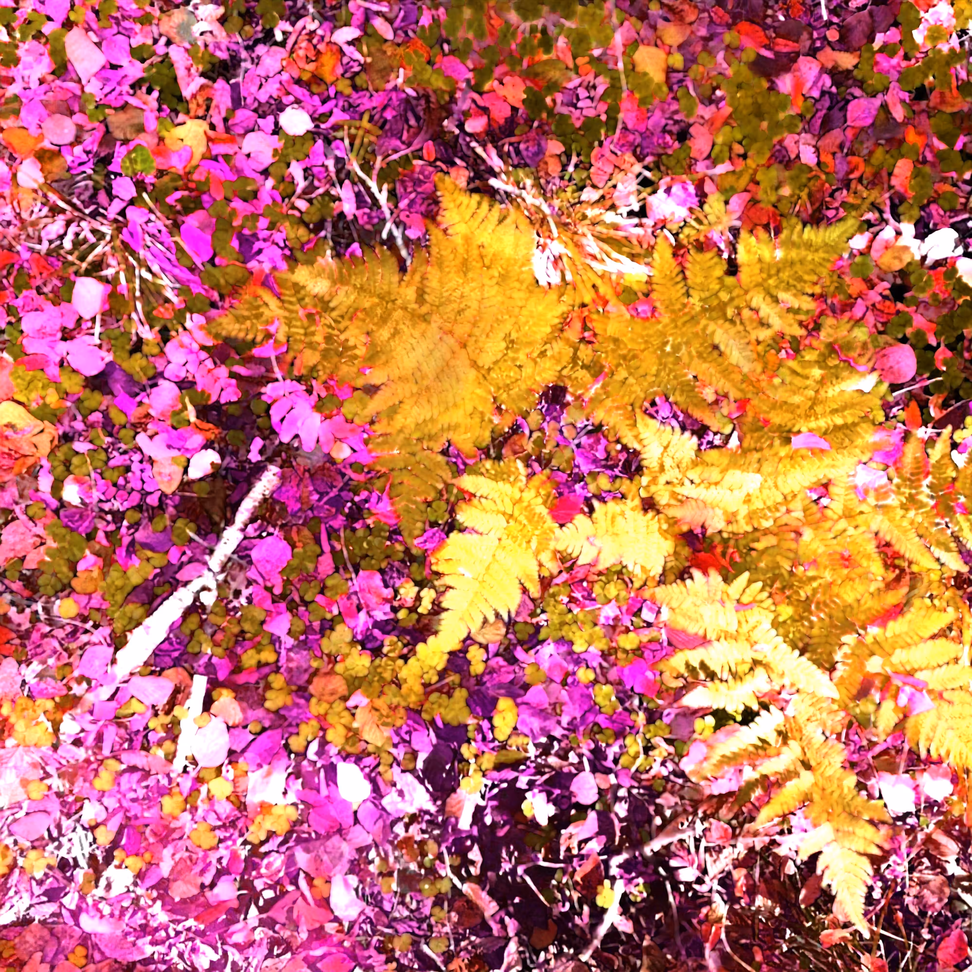 Autonomous Forest Plots: Plot u329hvje7